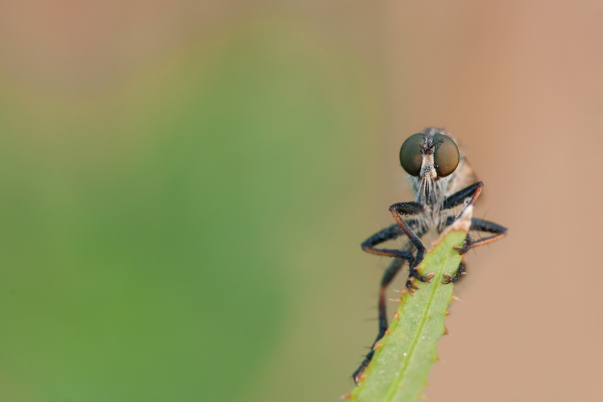 Dittero Asilidae