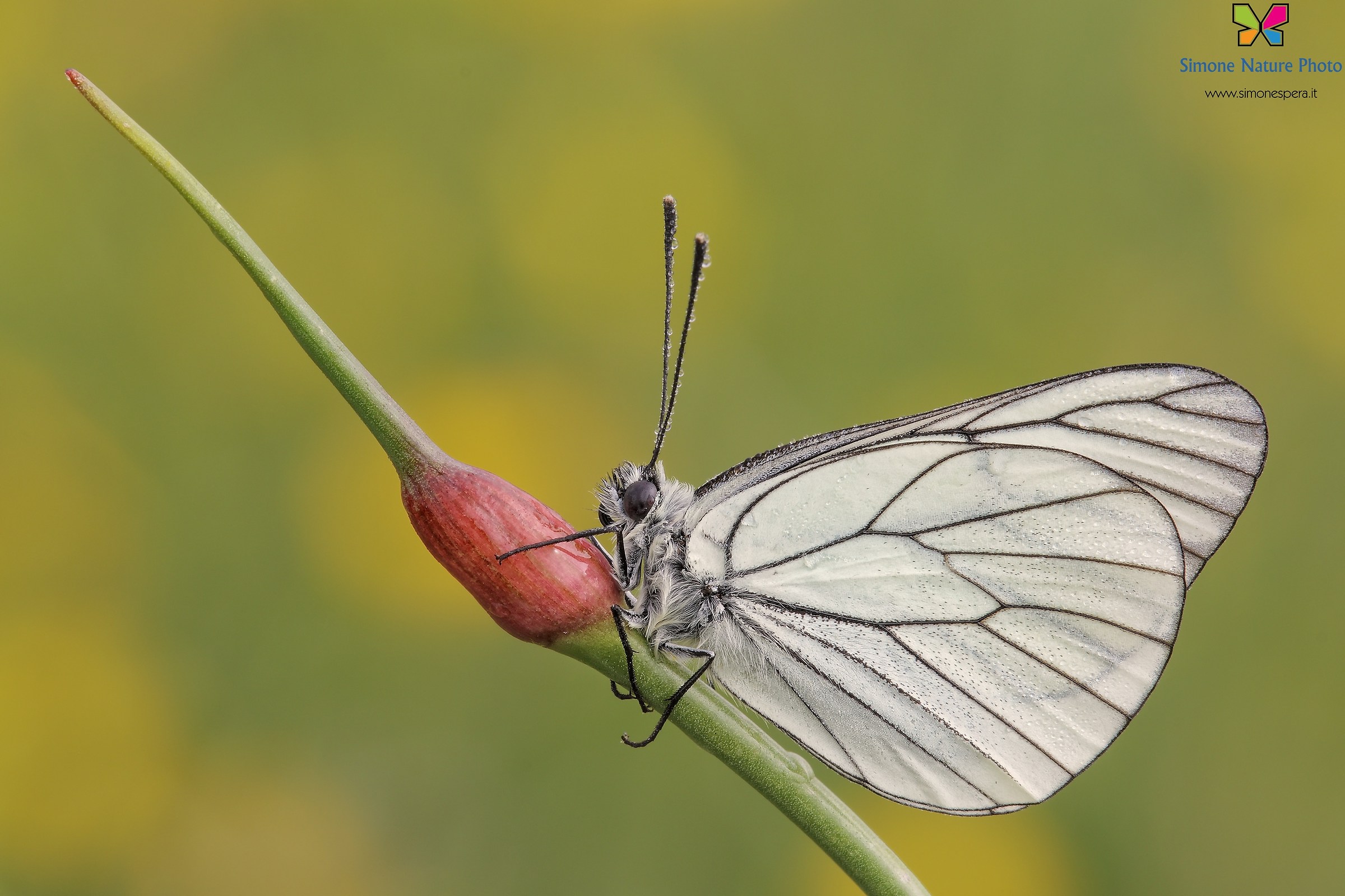 Pieride del biancospino...