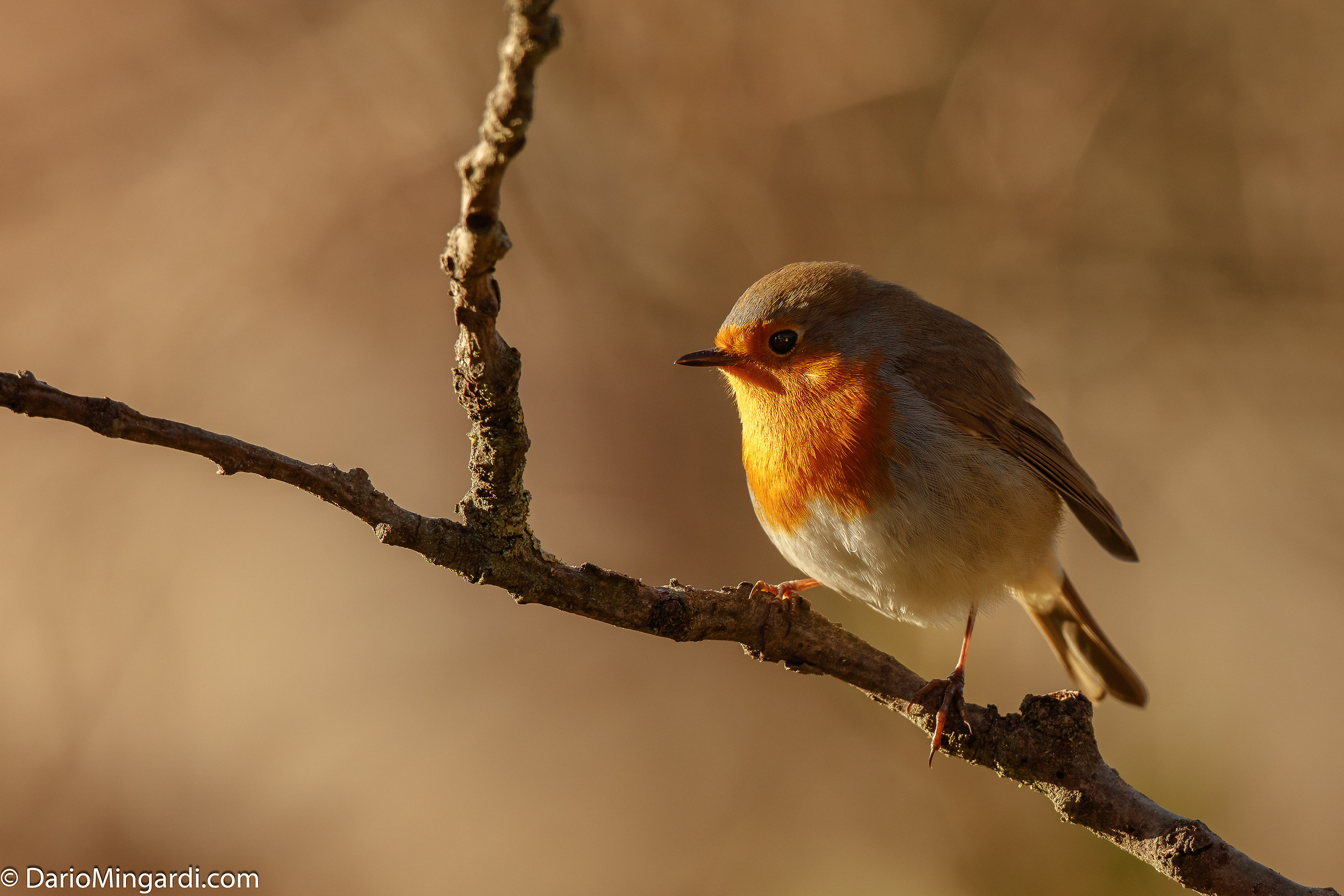 Robin tries to 7 mt 5ds