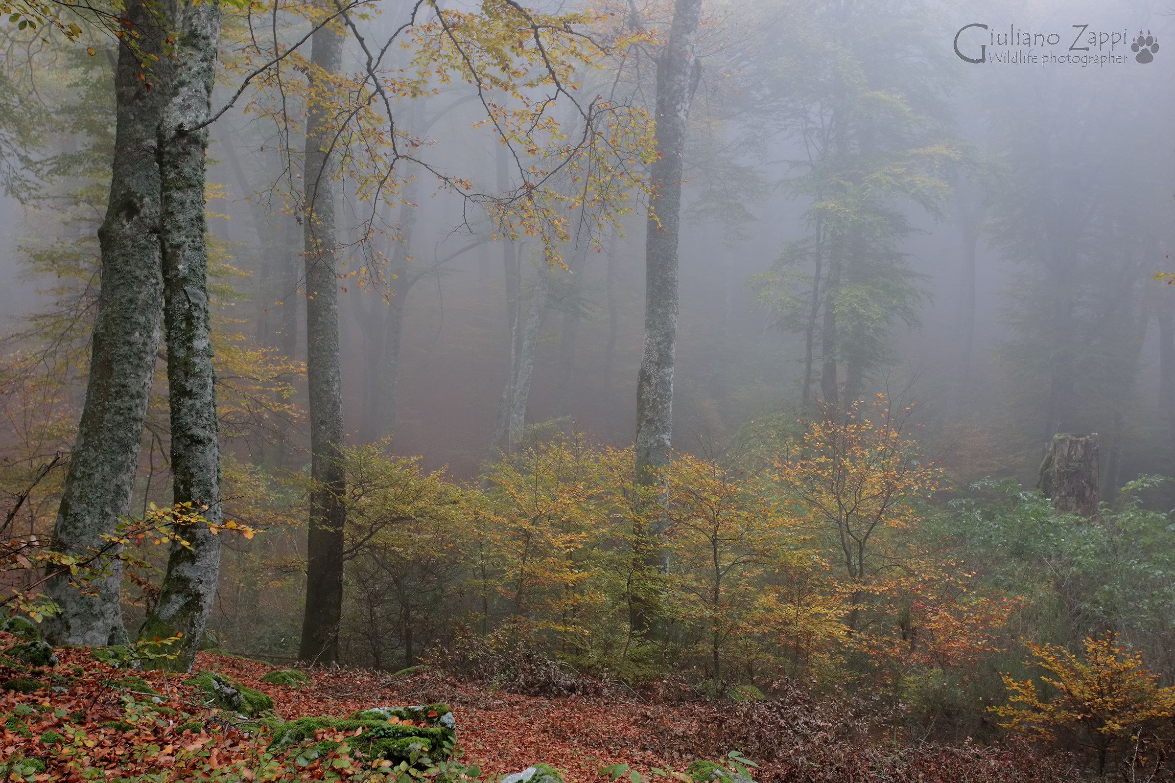 La magia dell'autunno