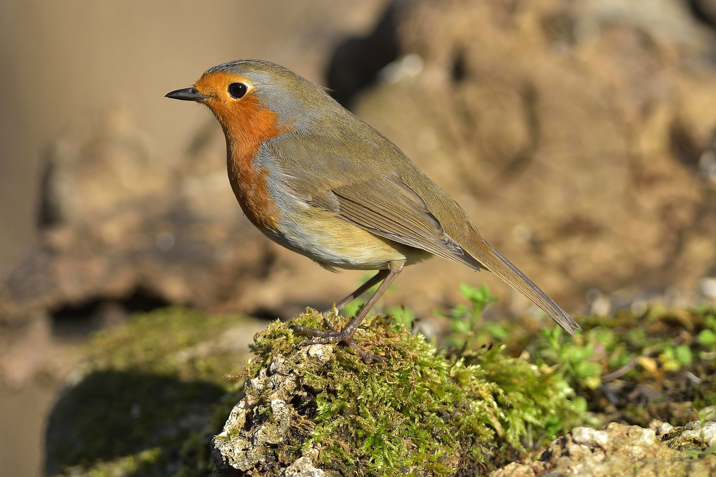Pettirosso (Erithacus rubecola)
