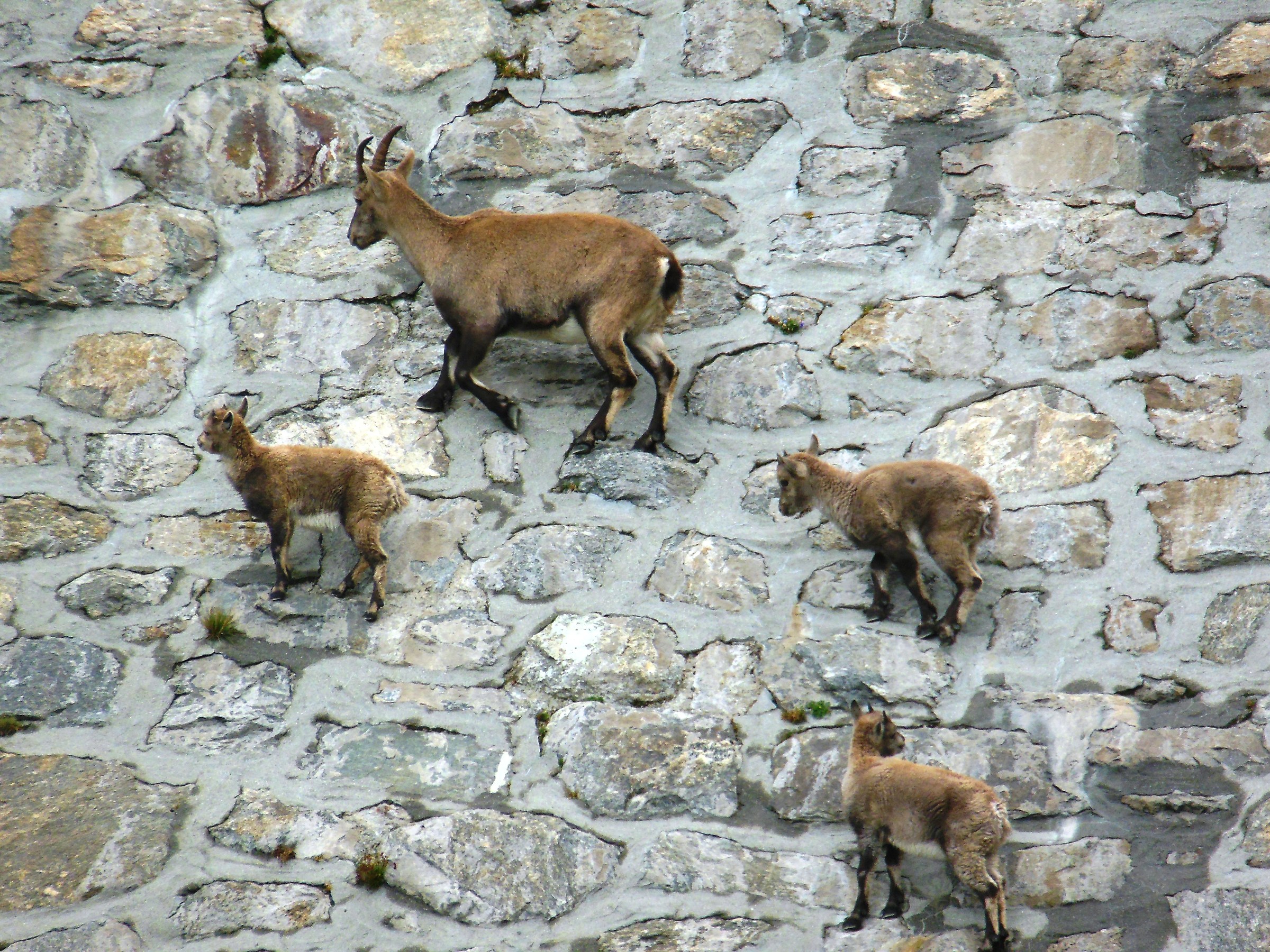 Ibex on the dam of Cingino