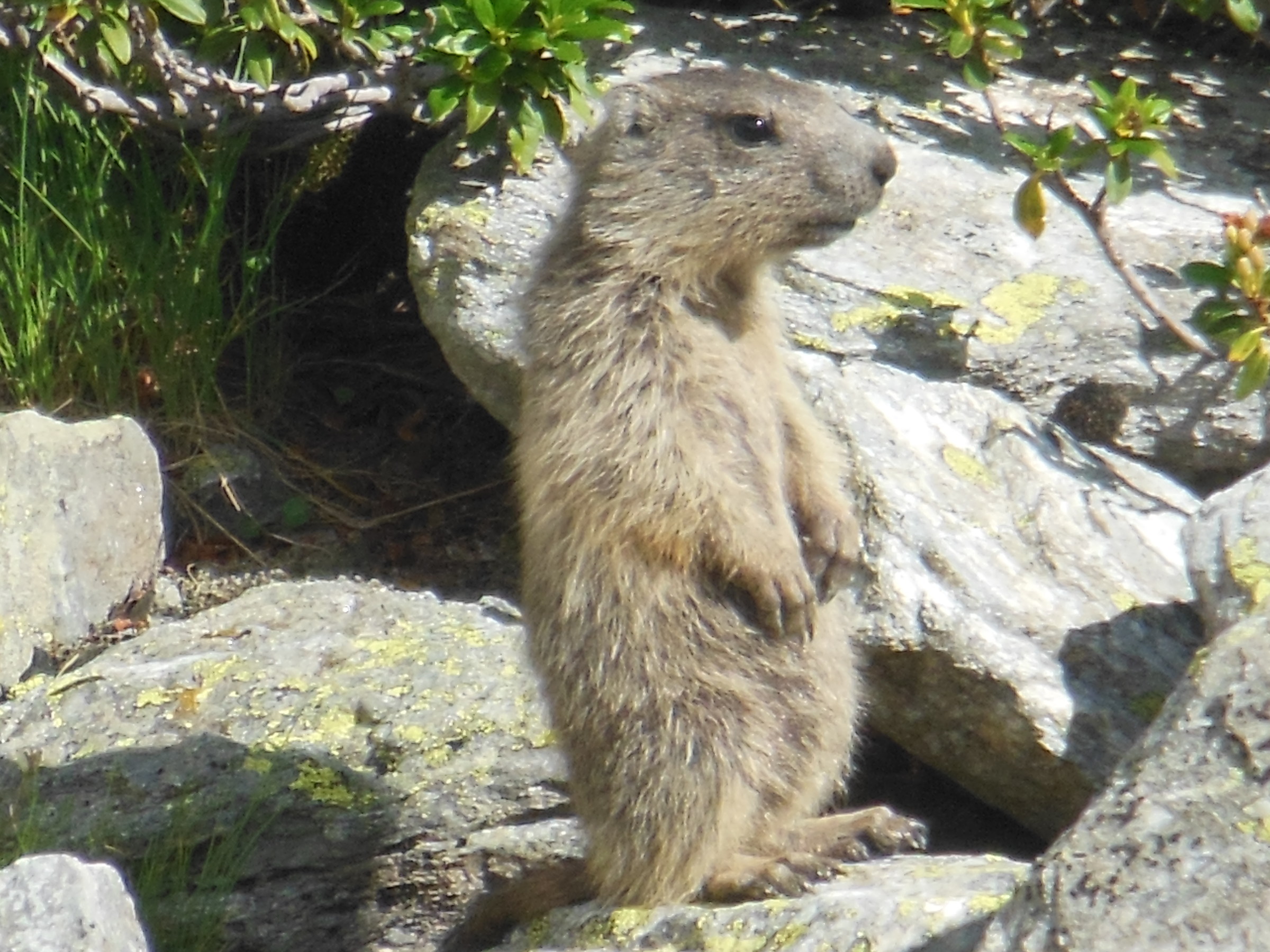 Alpe Veglia: Curious Marmot Lake Davino