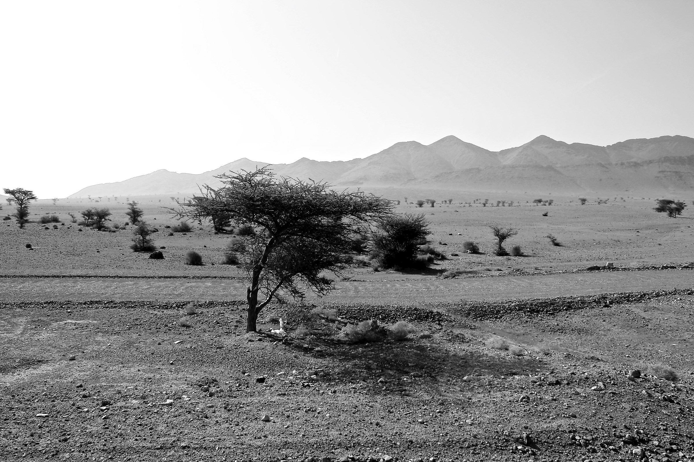 Ultimi alberi pre-sahariani