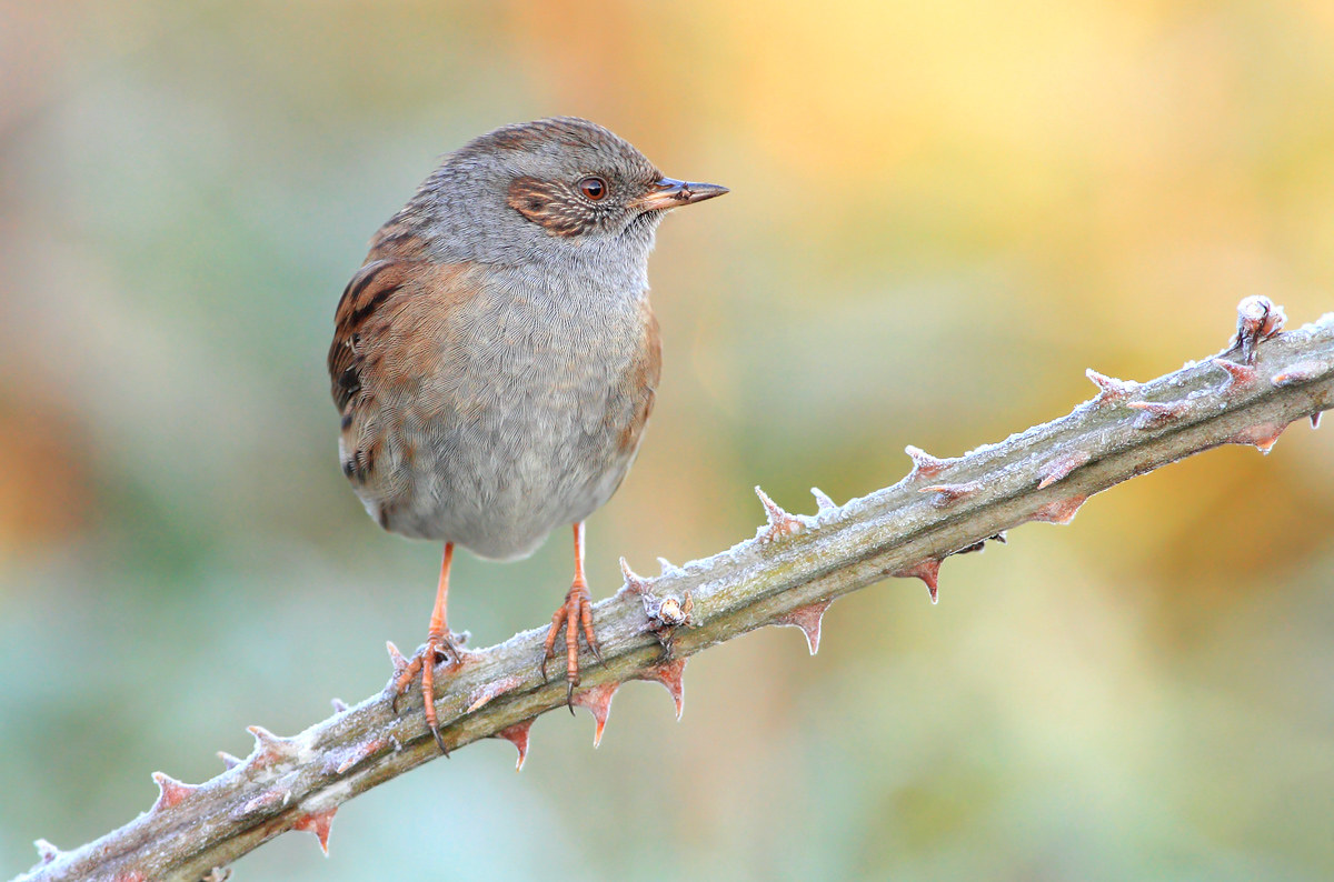 Dunnock