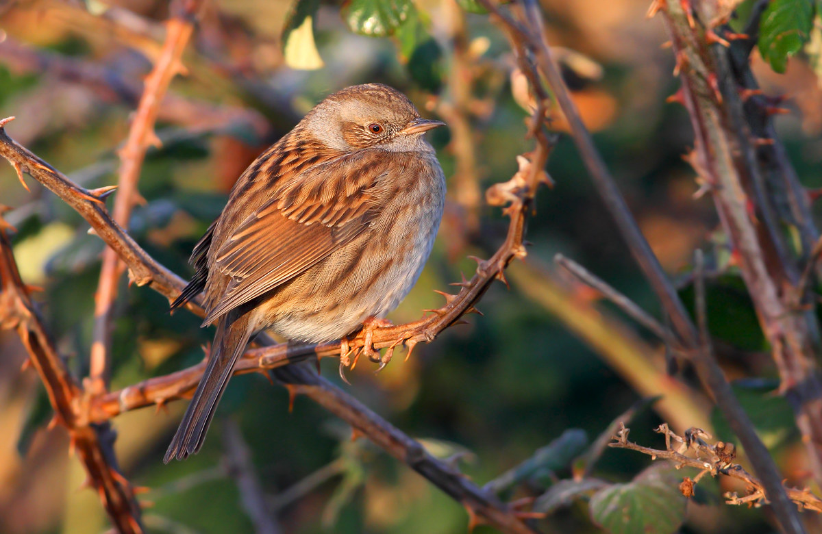 Dunnock