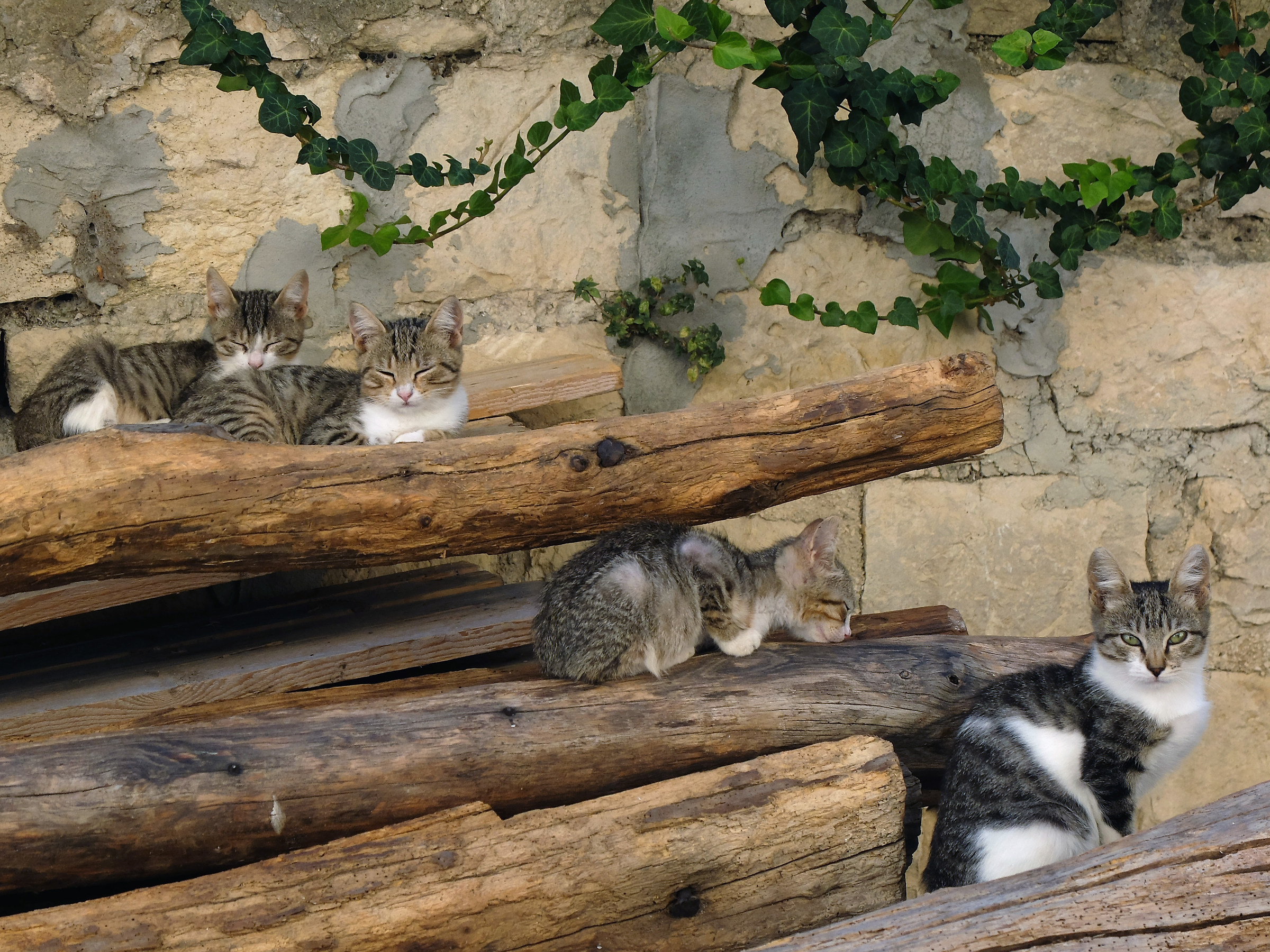 cats