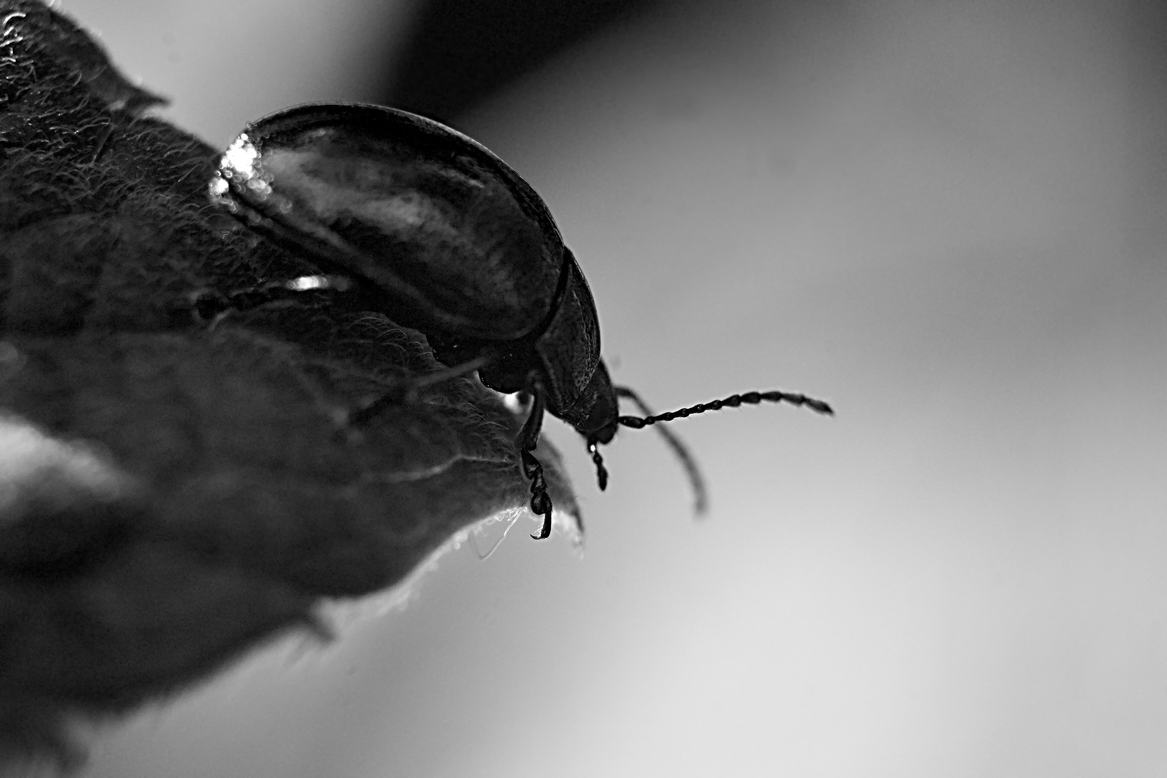 B & W macro