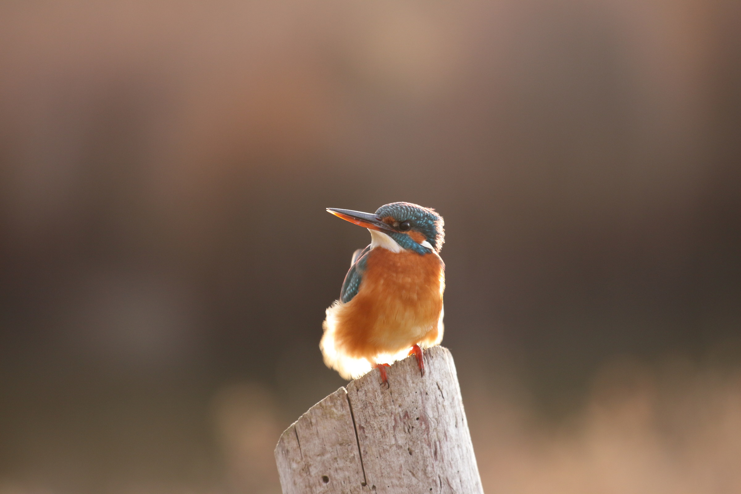 I wipe the feathers in the sun