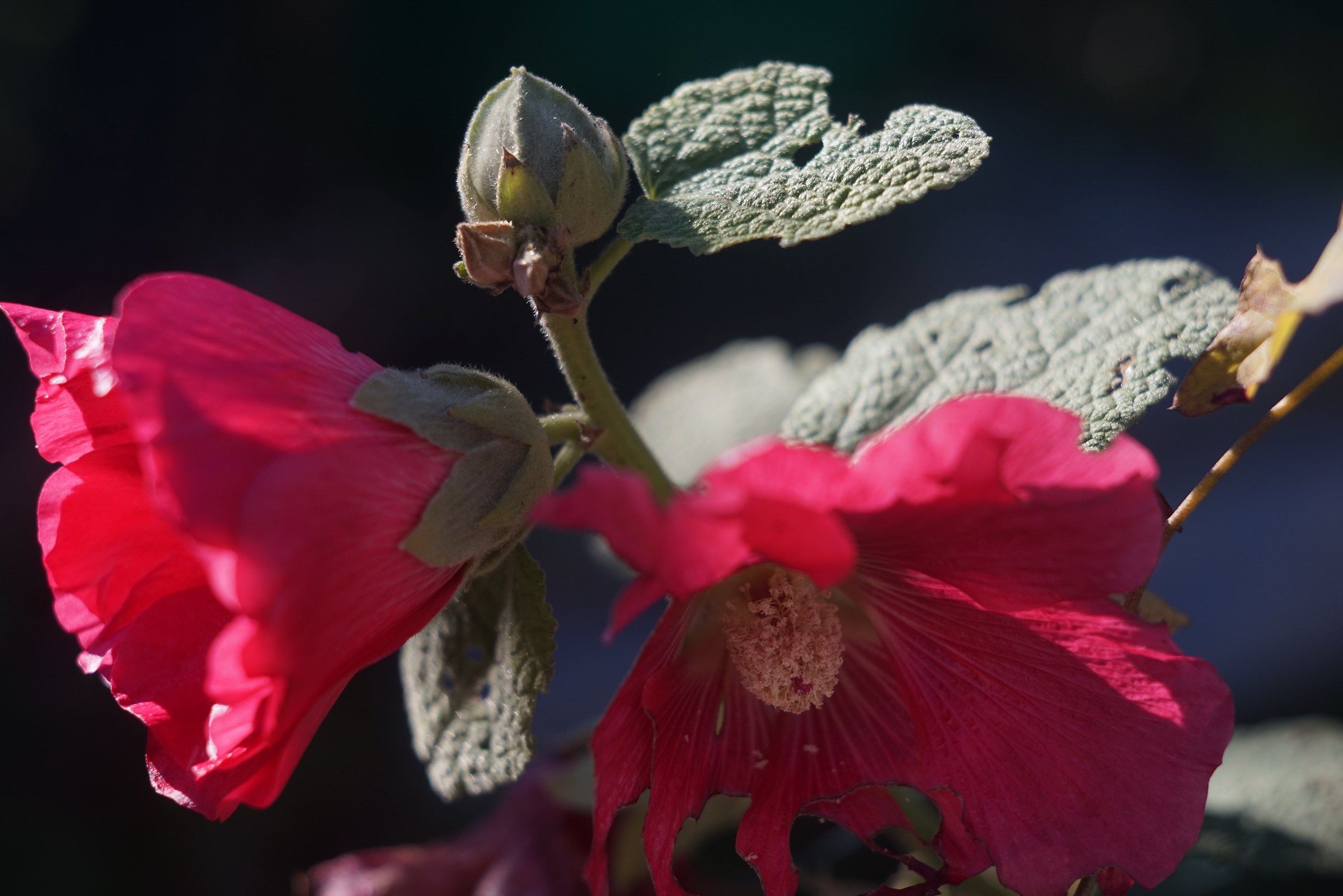 Flower / Sonnar 5cm f / 2 in 1936 with macro rings