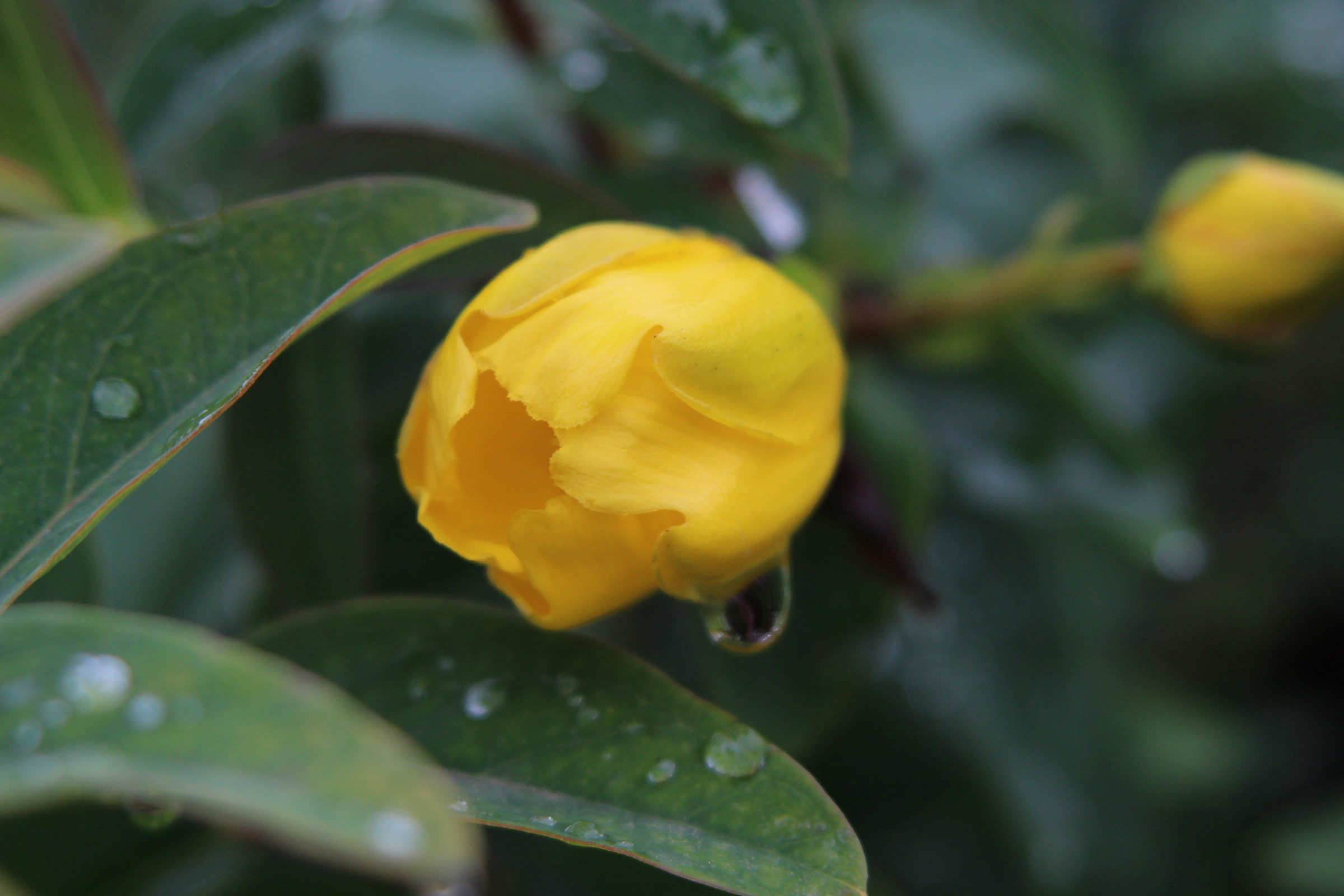 fiori dopo la pioggia