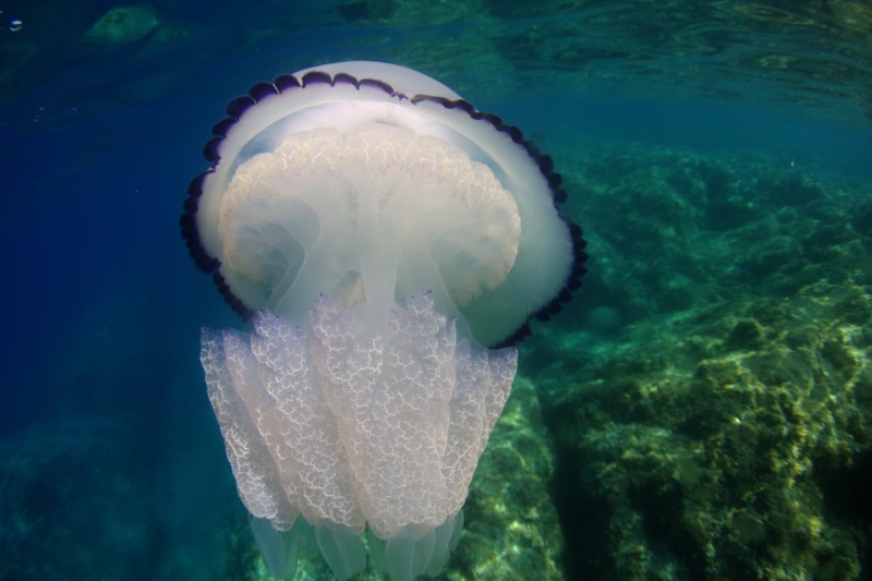 Medusa al Quercetano