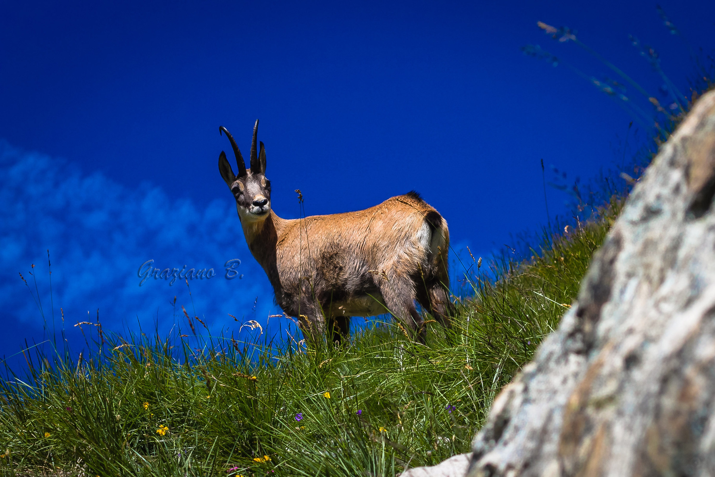 Chamois