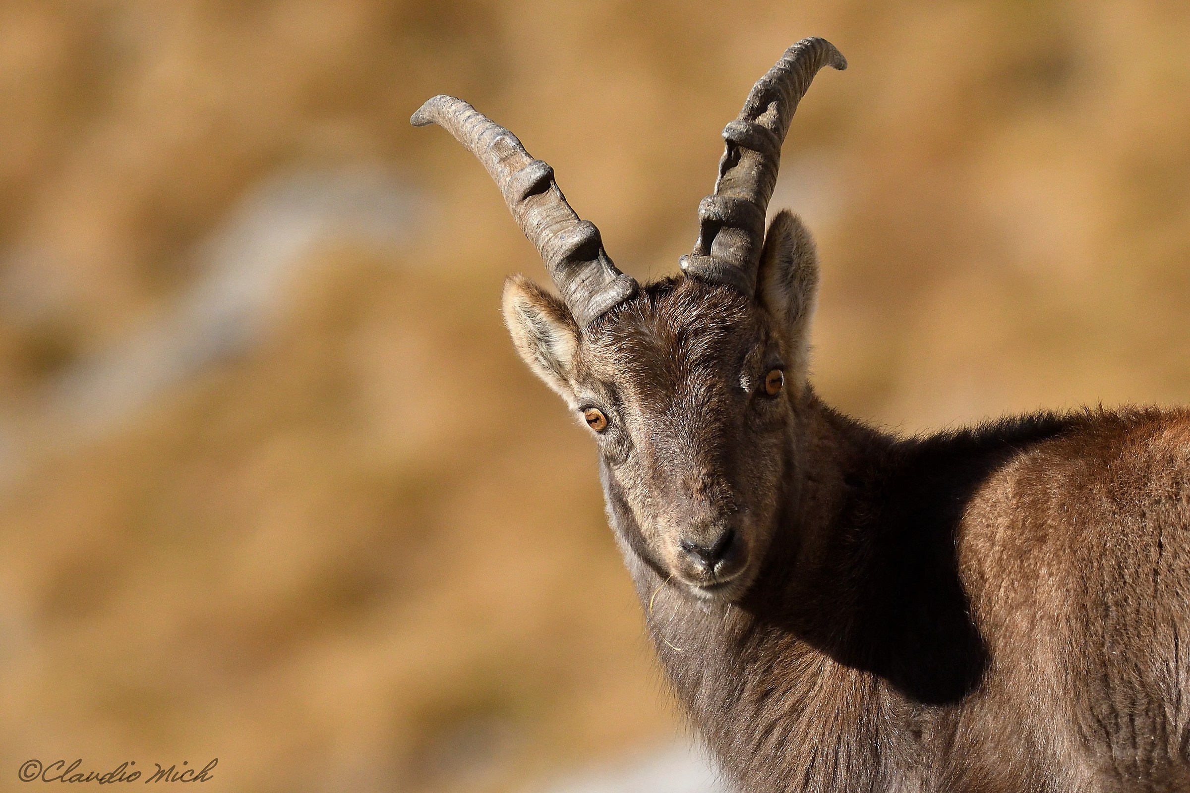young ibex