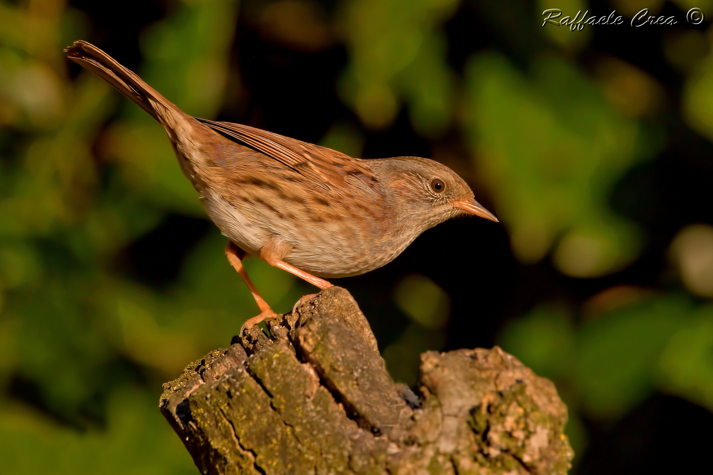 Dunnock