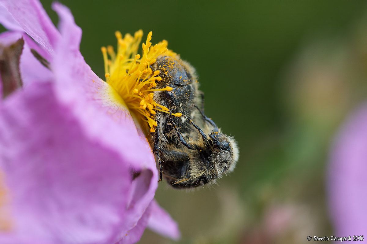 Love among the cysts