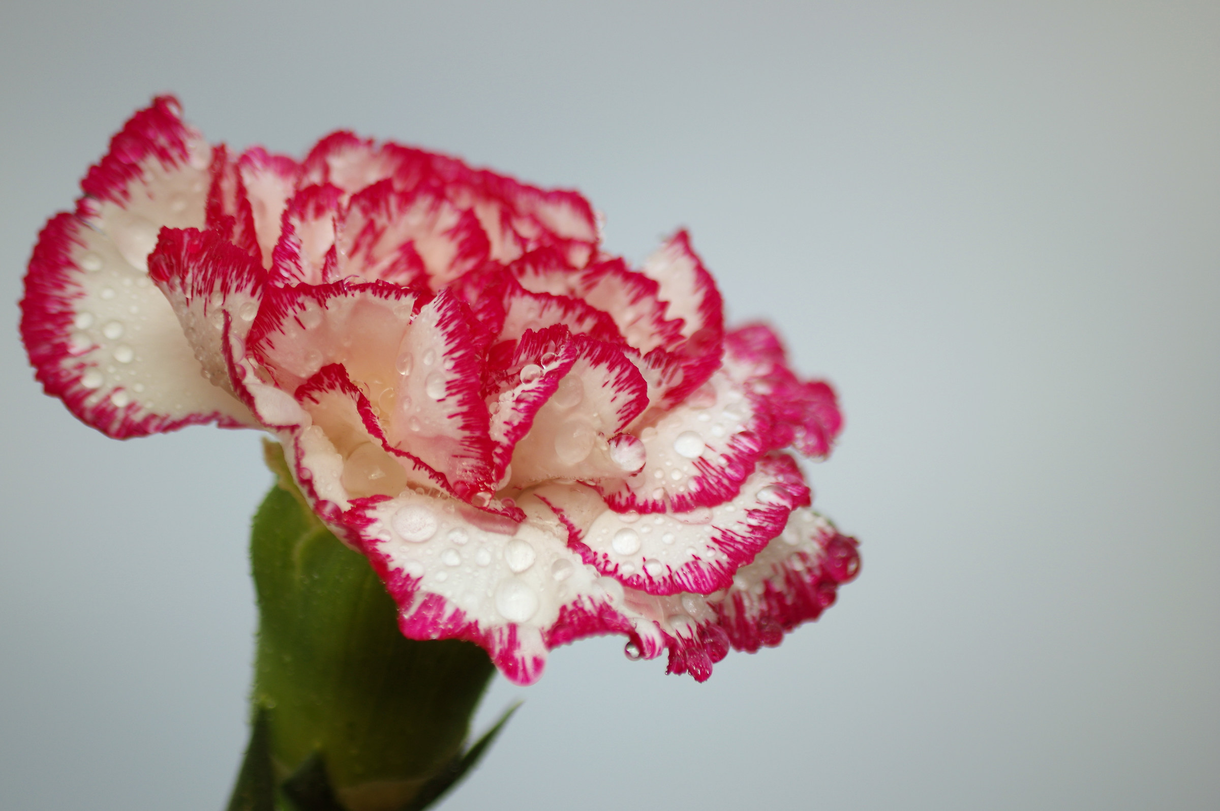 carnation