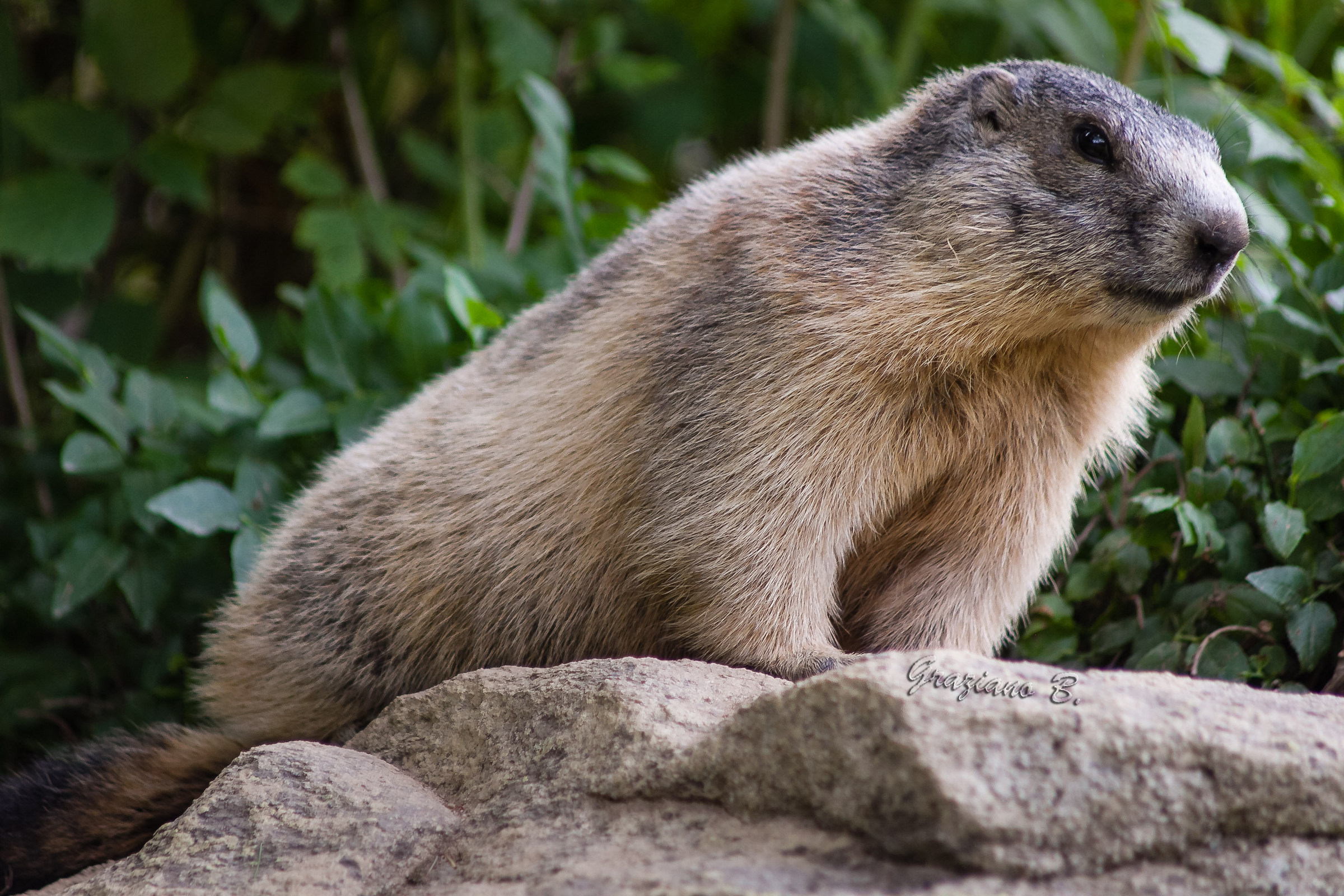 Marmotta