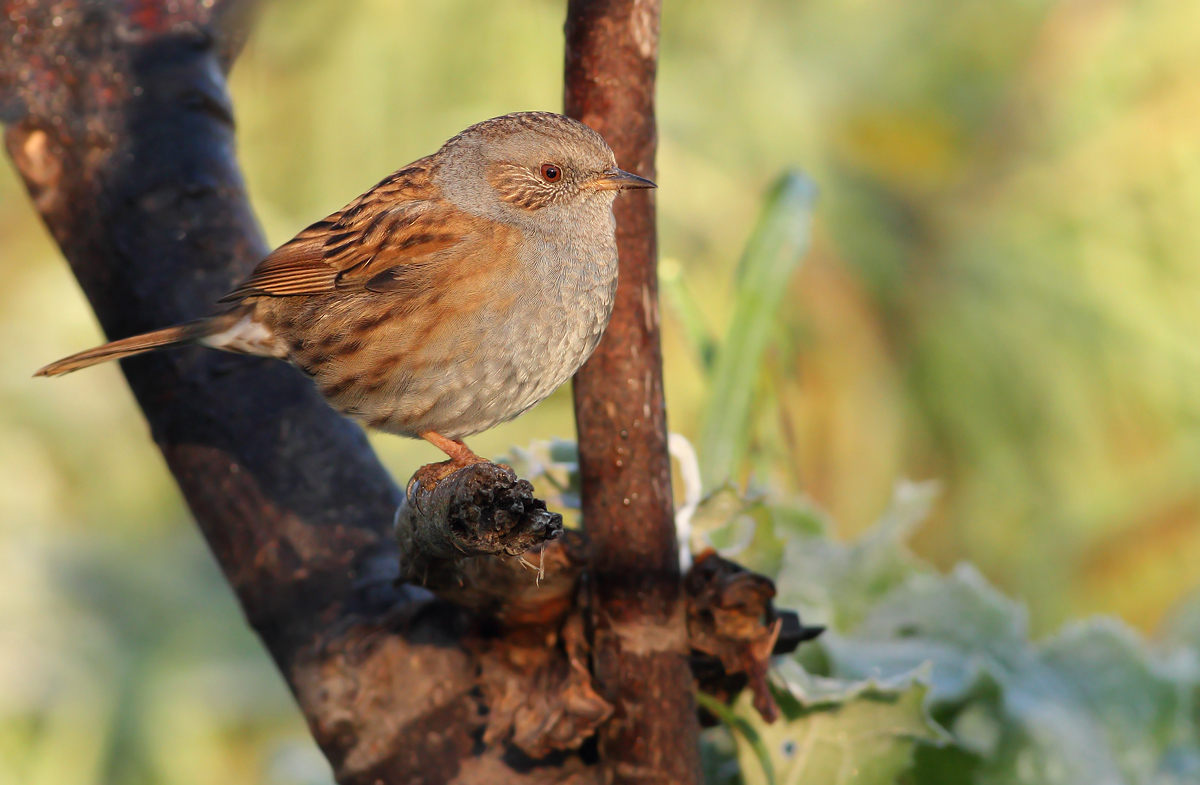 Dunnock