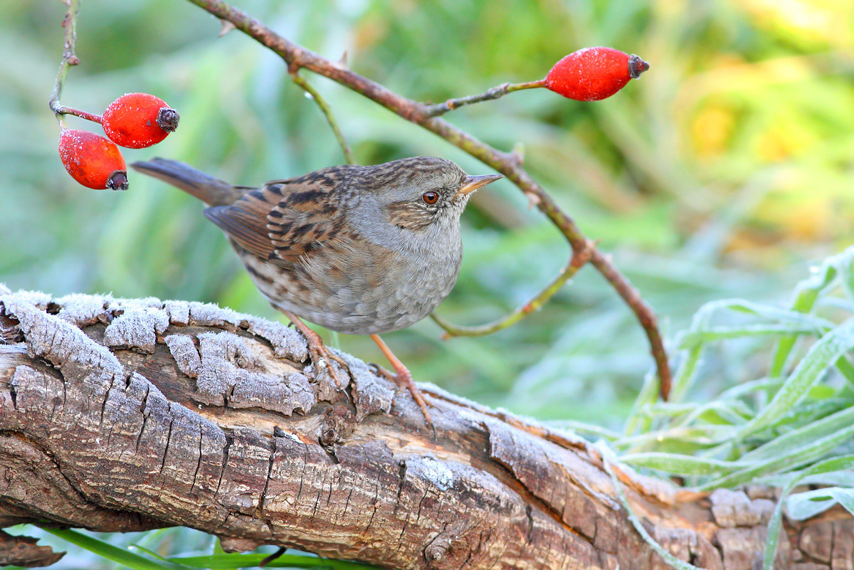 Dunnock