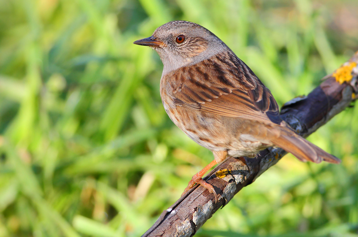 Dunnock