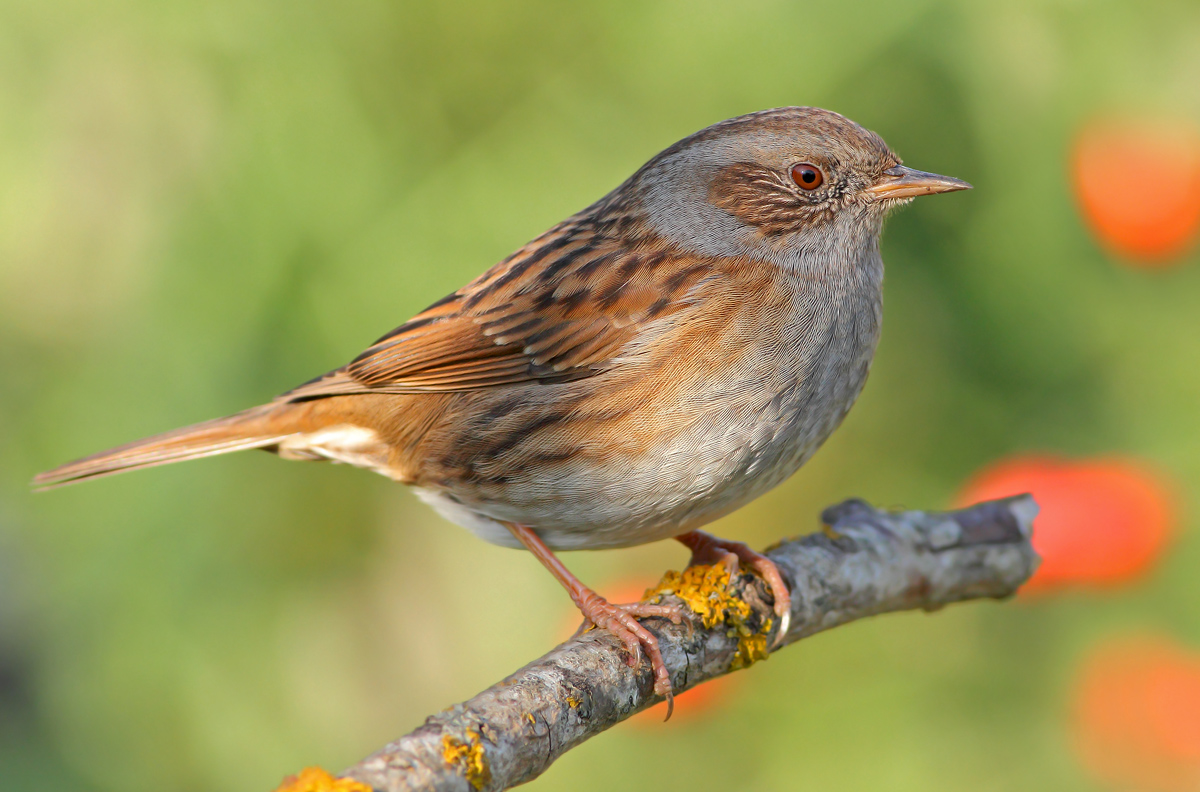 Dunnock