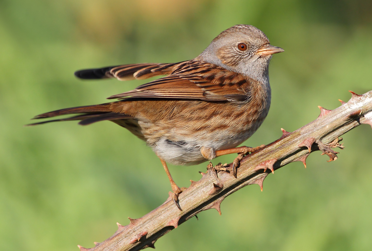 Dunnock