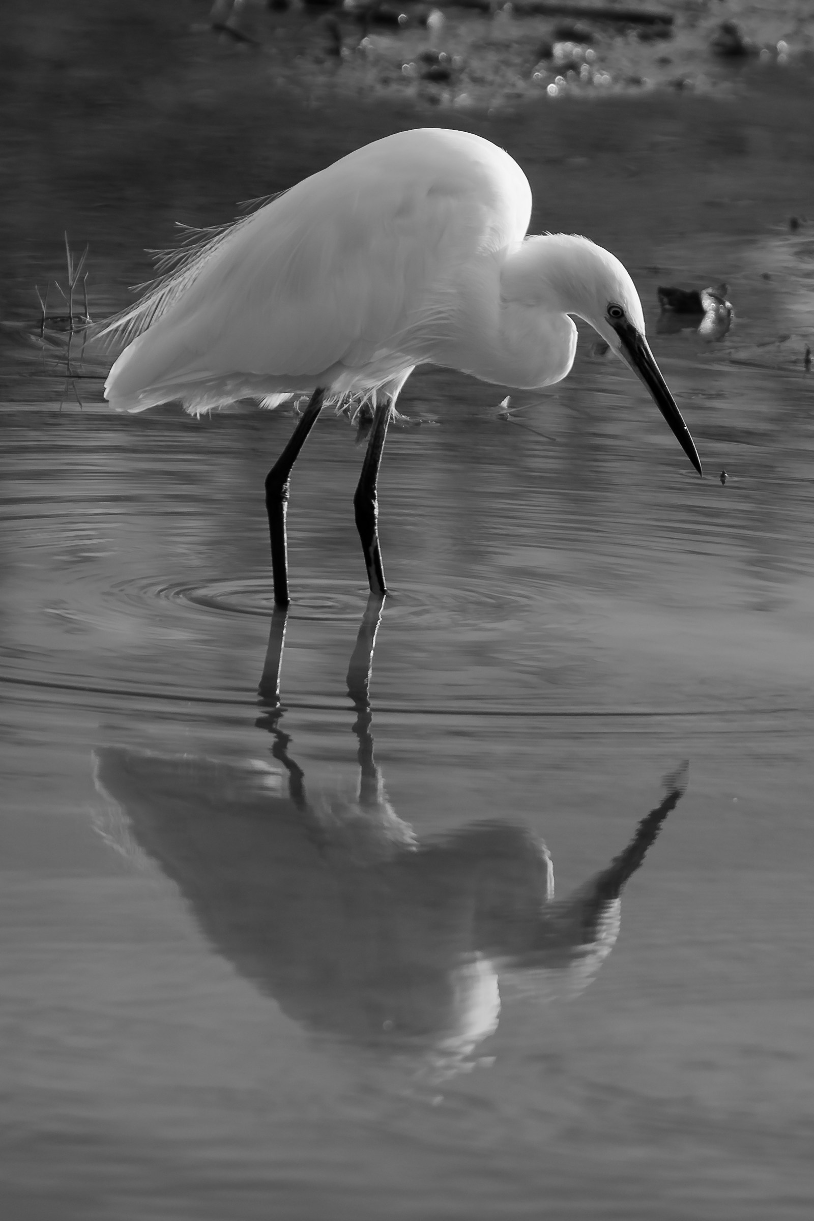 Egret Egret