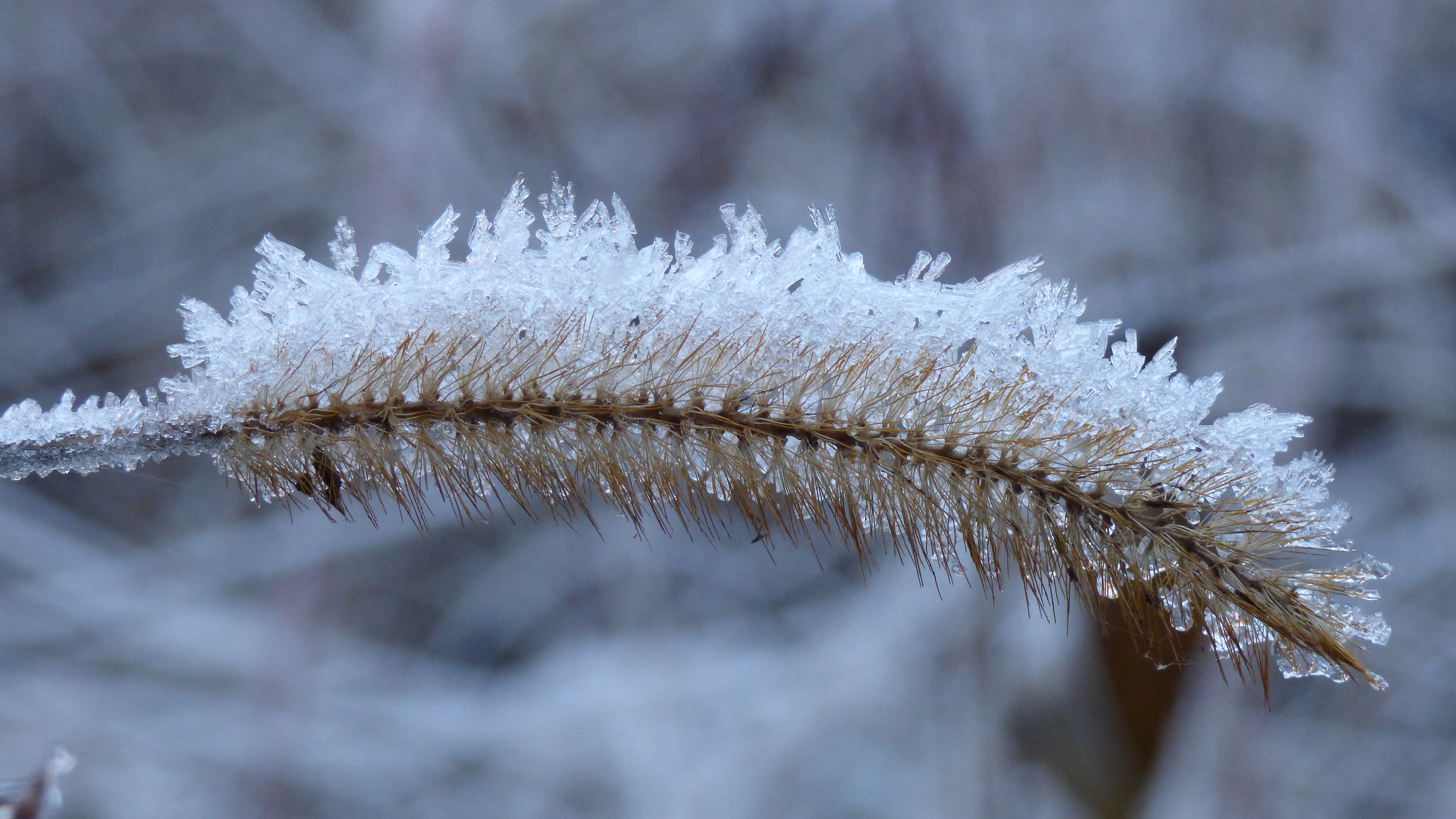 Ghiaccio 1 - spiga 0