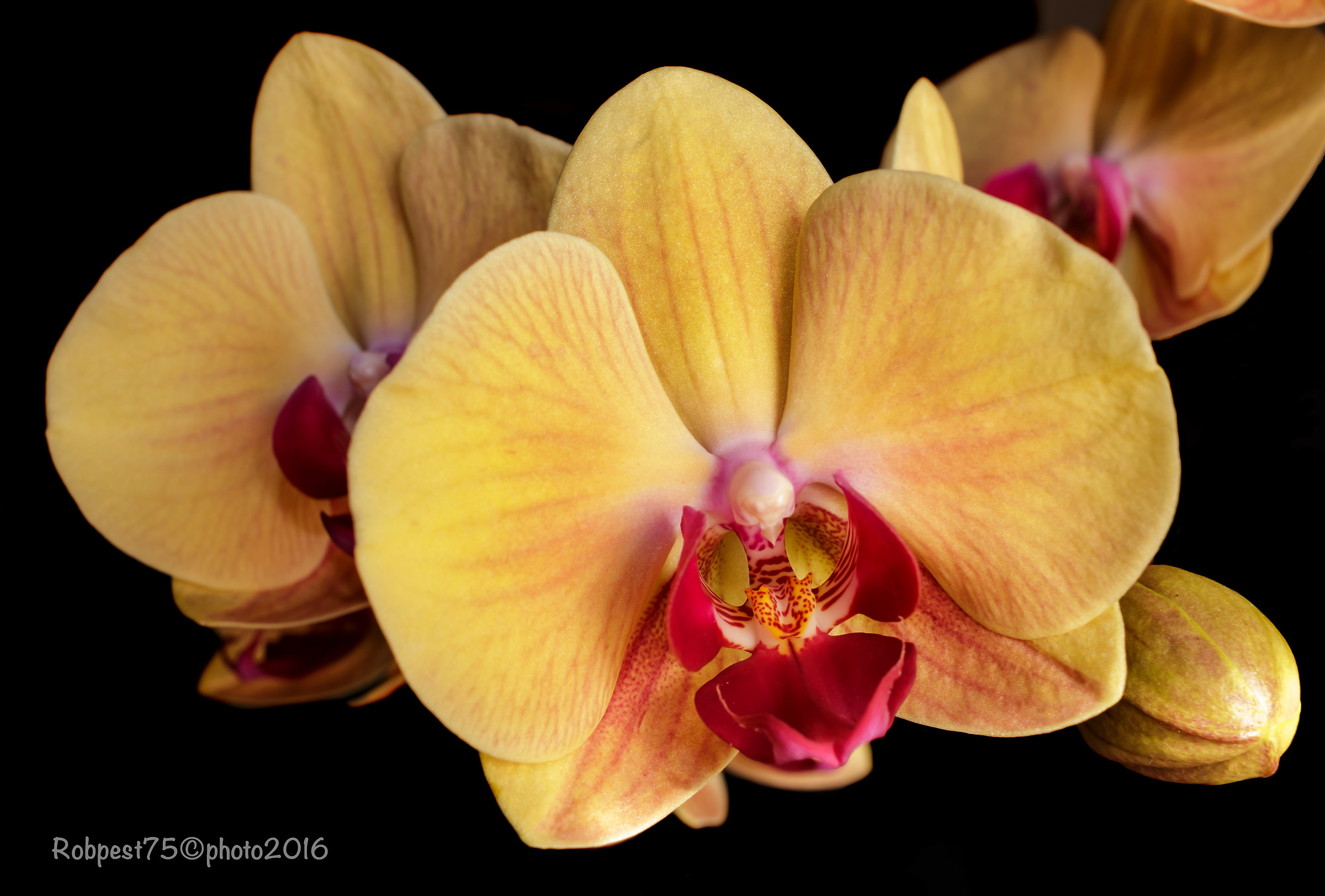 Orchid / Asparagales