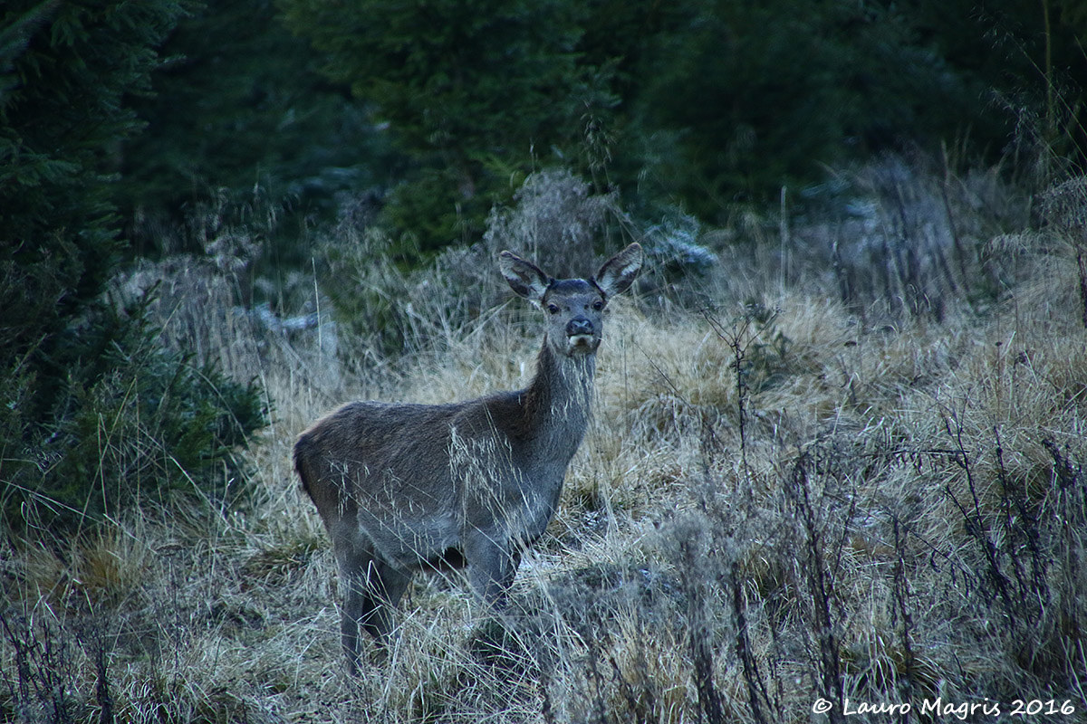 L'incontro con Fanny