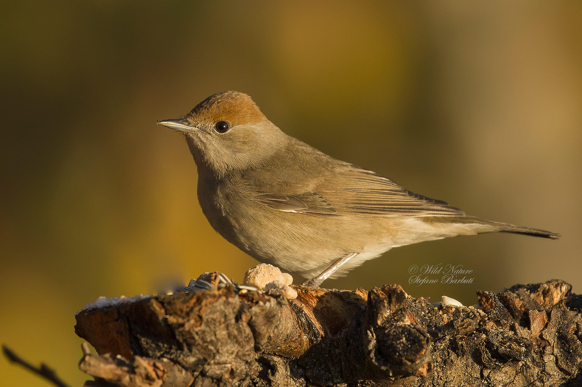 female blackcap