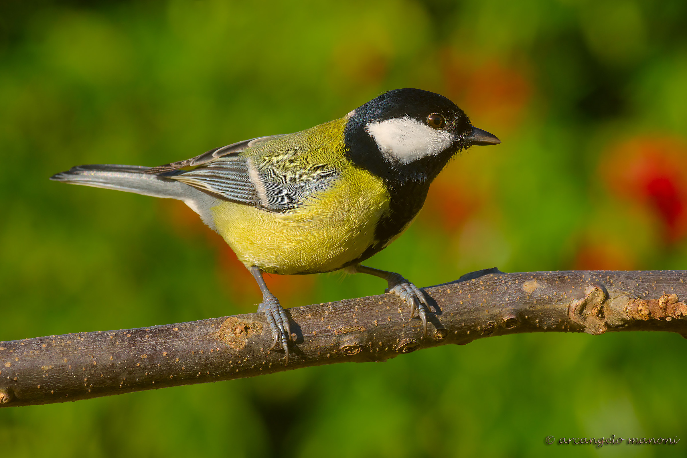 titmouse