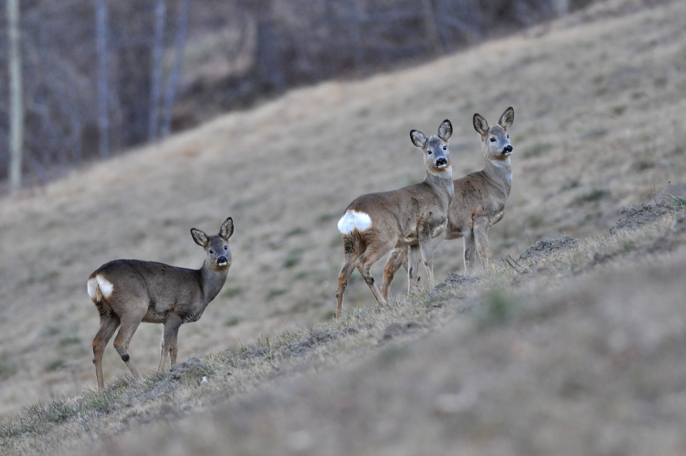 Caprioli females ready for winter.