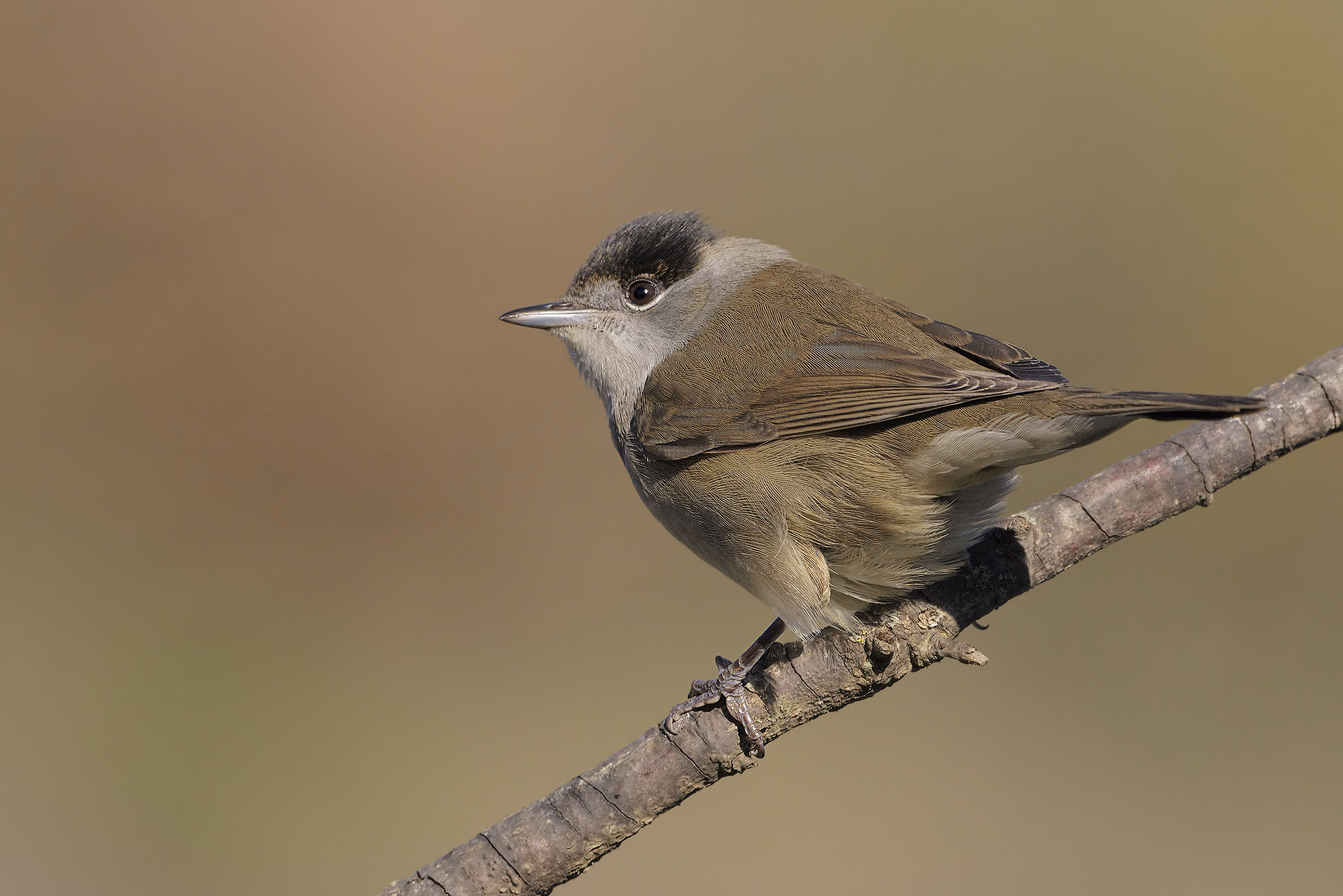 male blackcap