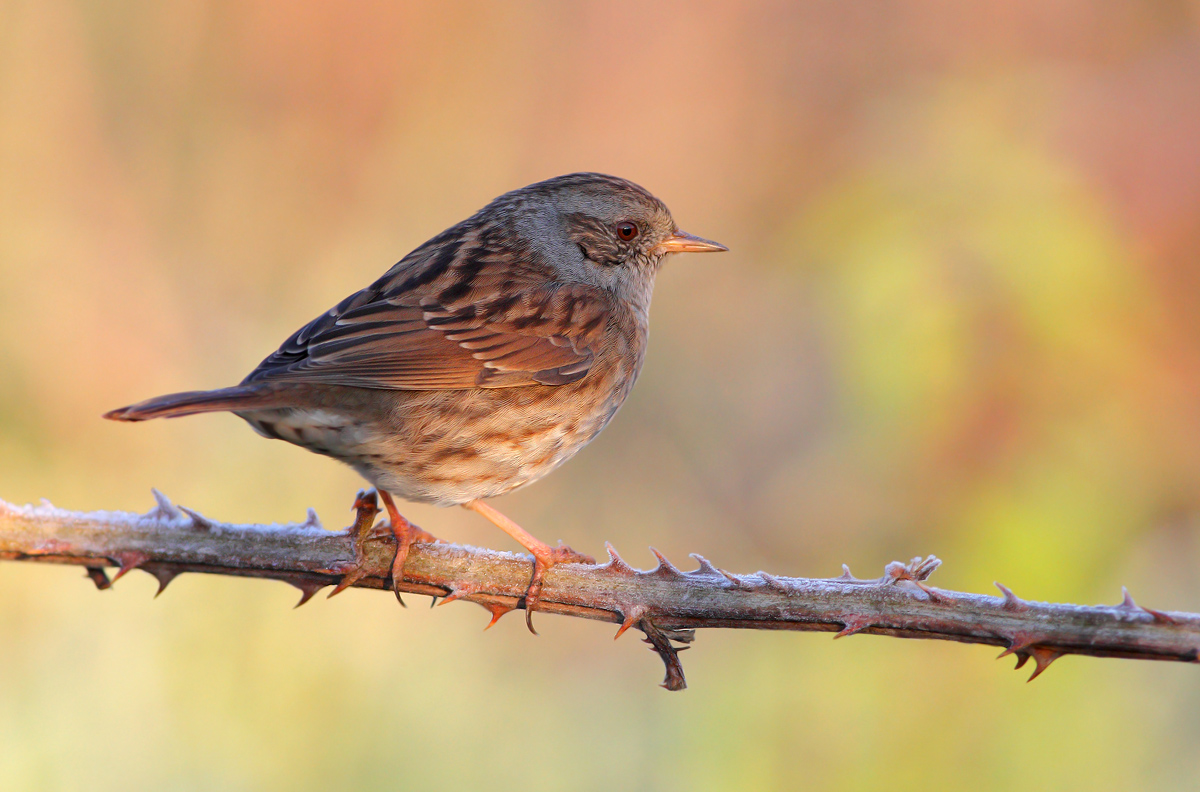 Dunnock