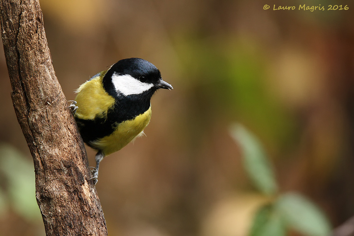 Saldamente aggrappata
