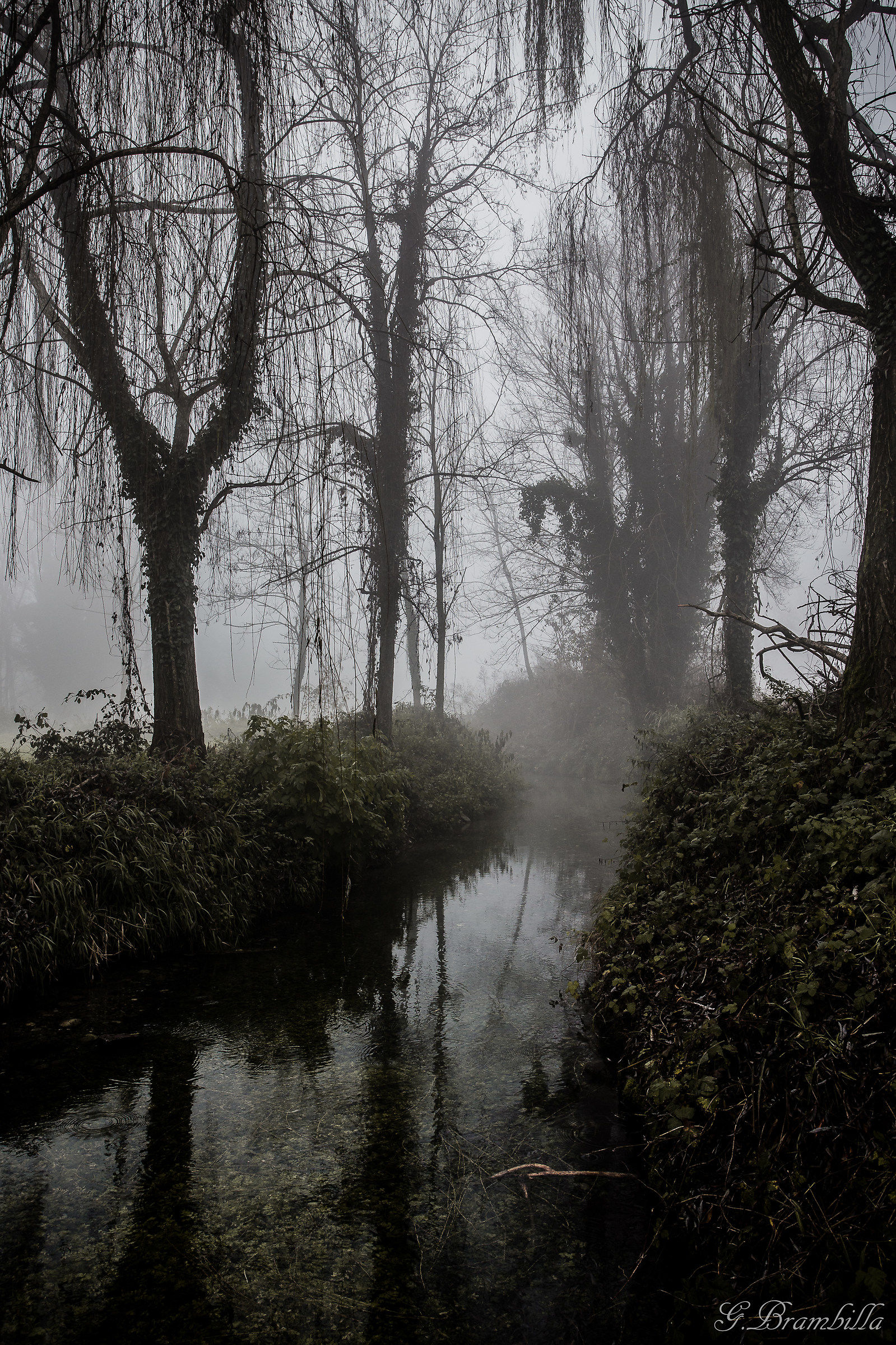 giungla bergamasca??