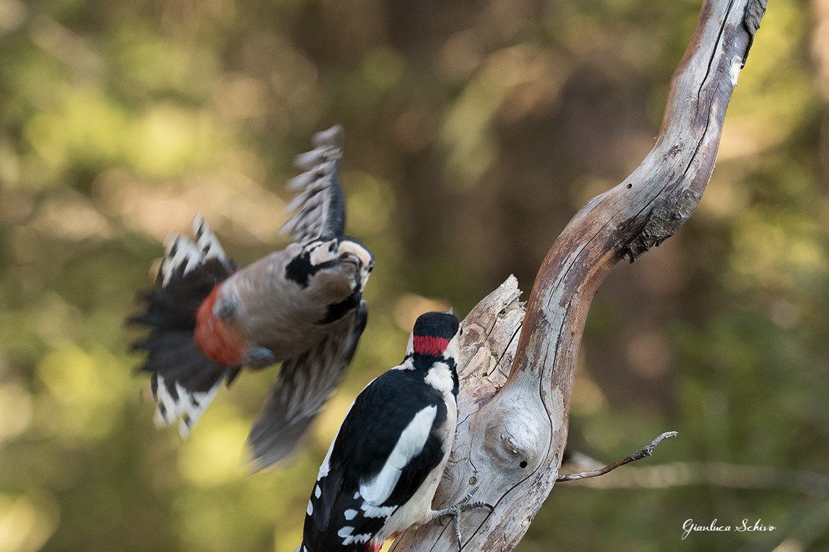 Fights between males