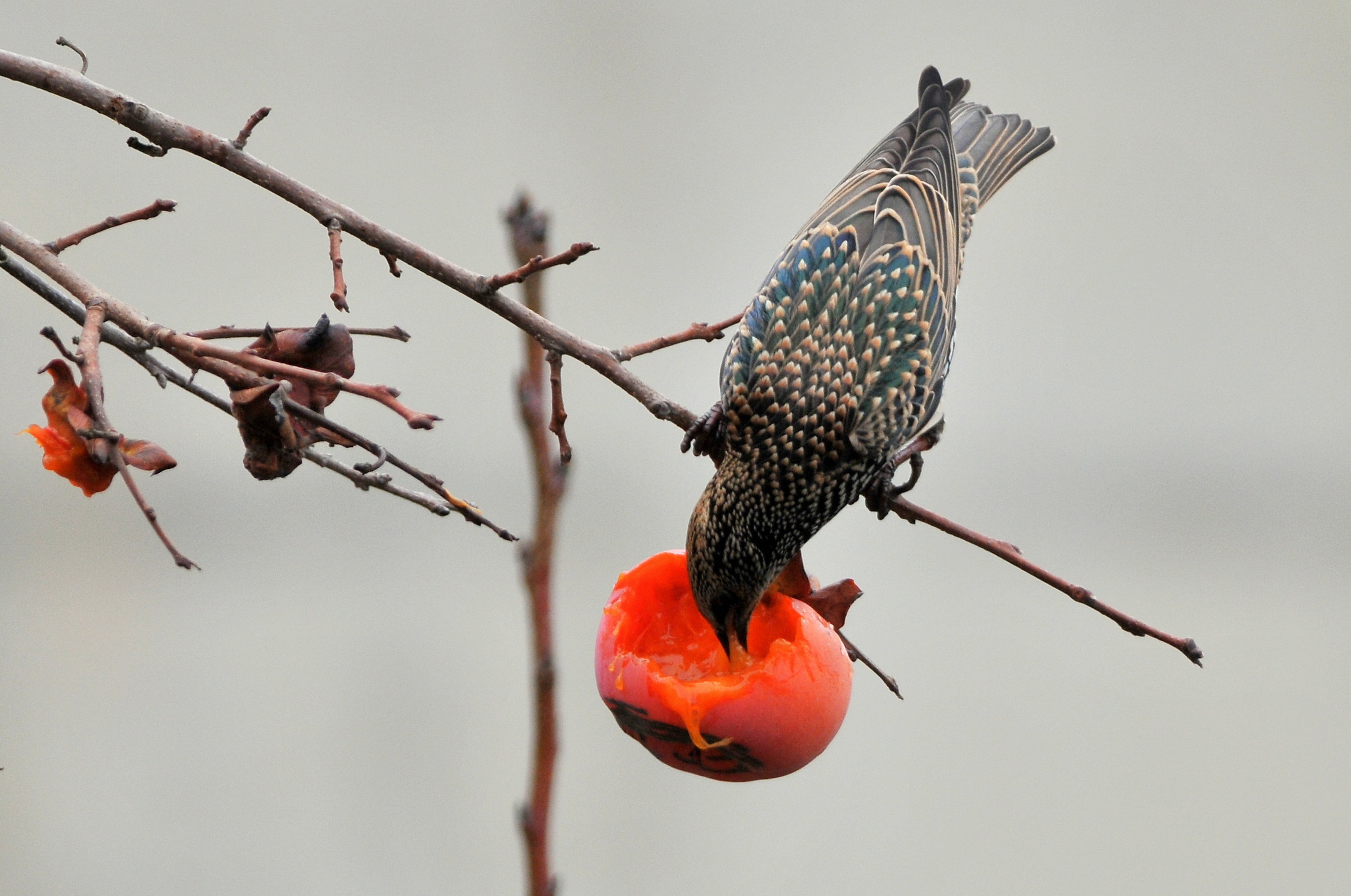 "Cancellation and the apple"