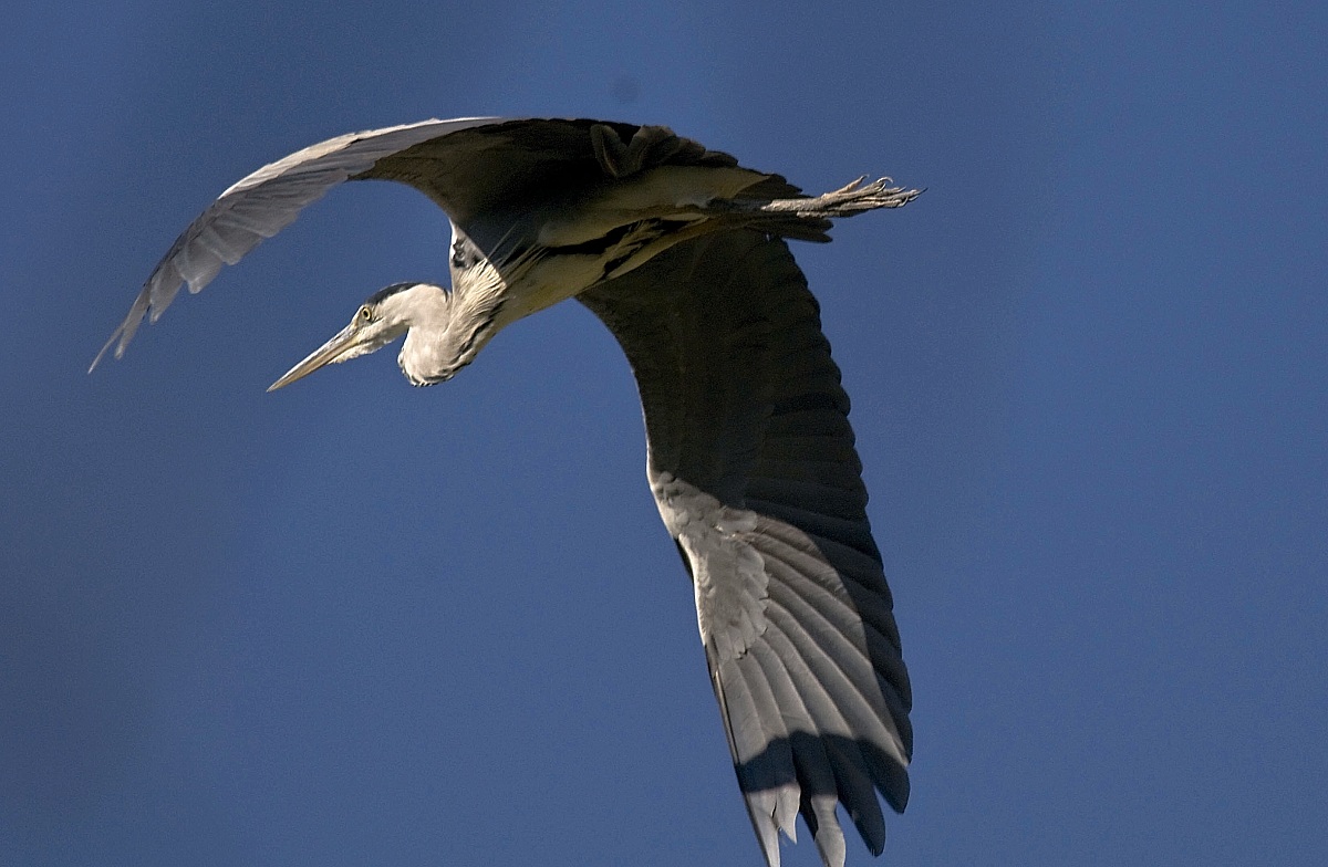 Grey Heron in flight
