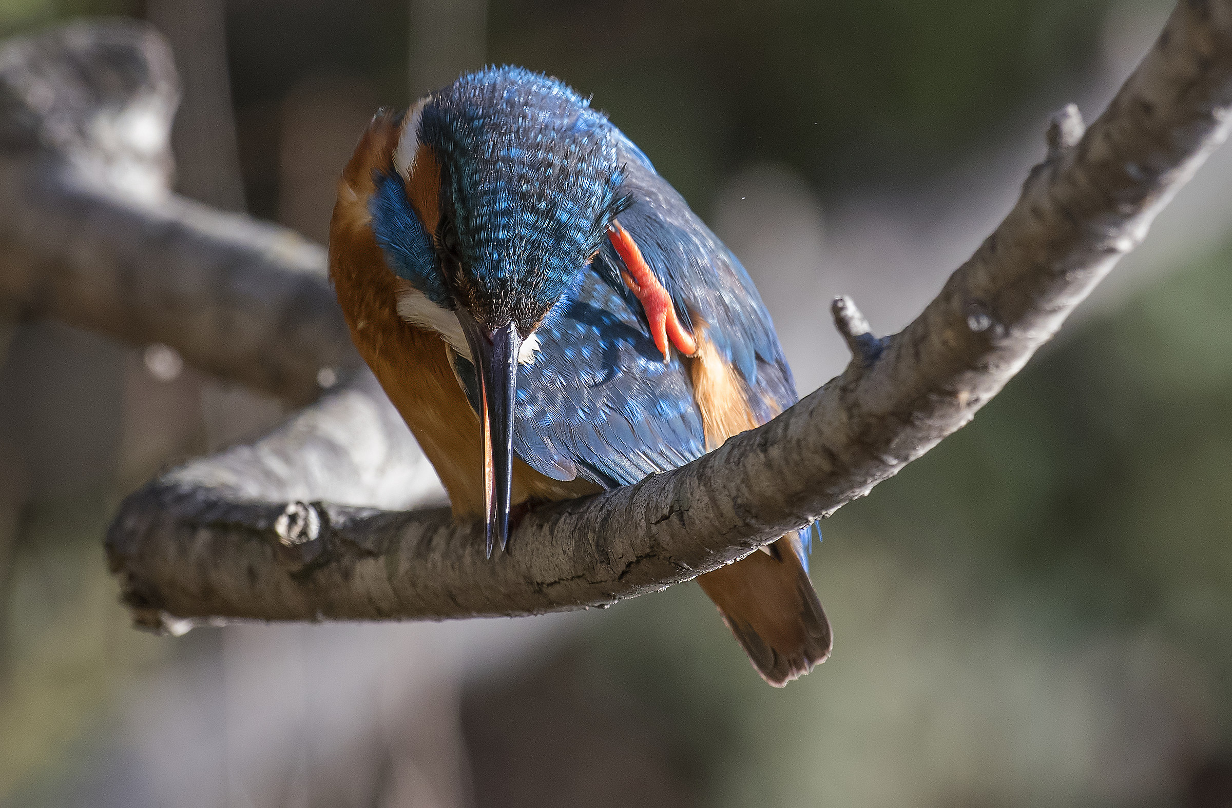 A scratch and everything goes better