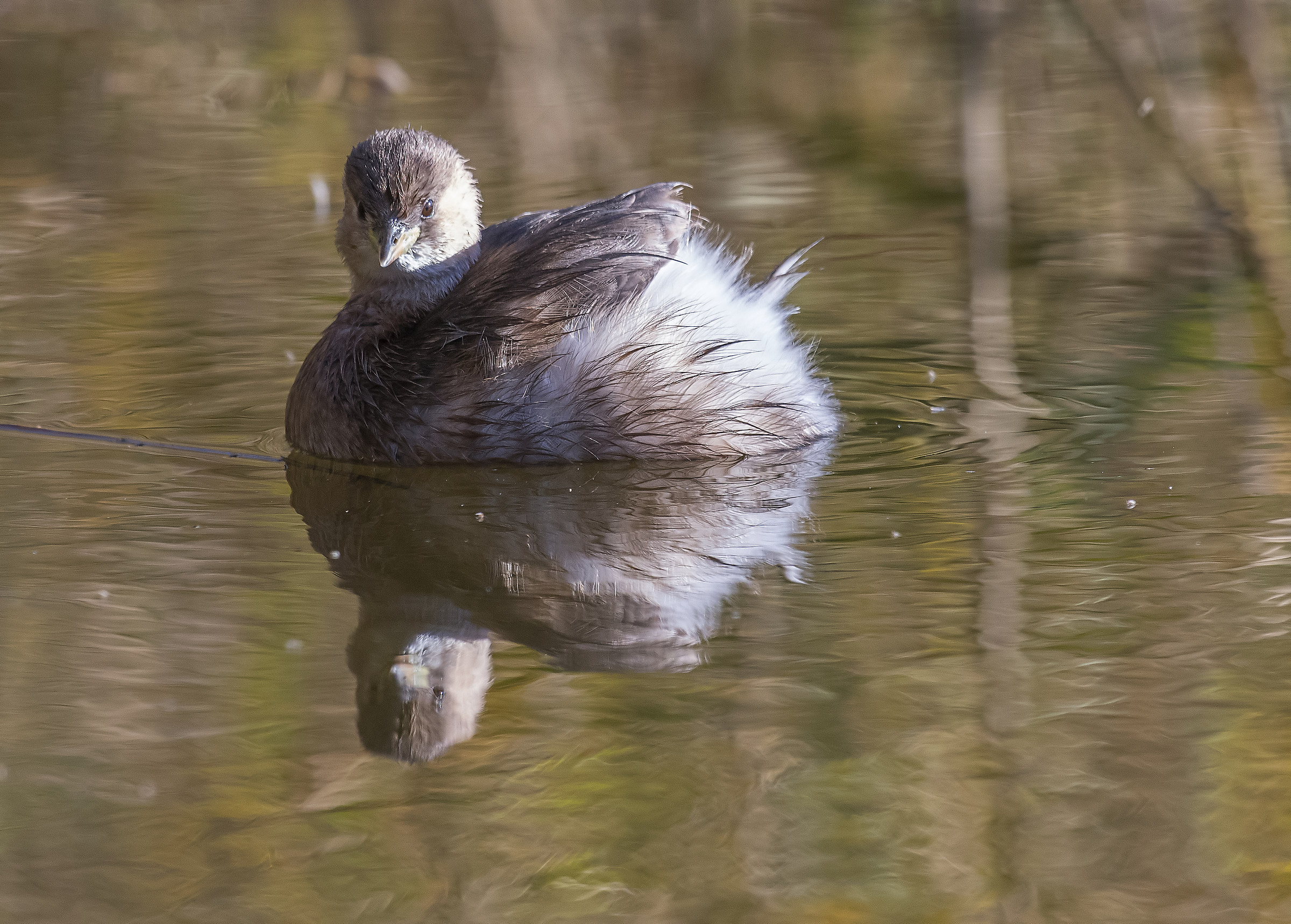 Little grebe Roman