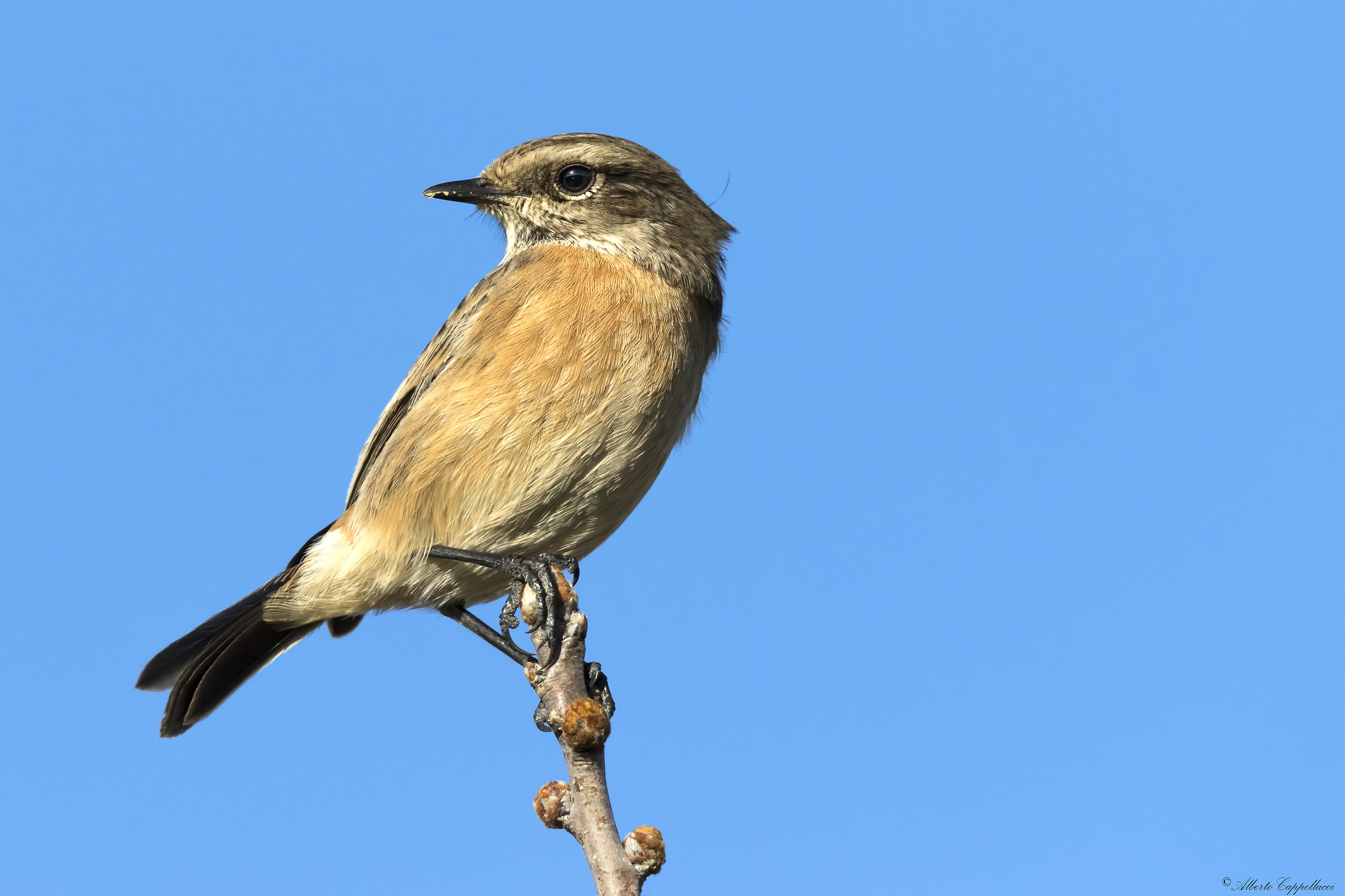 female Stonechat