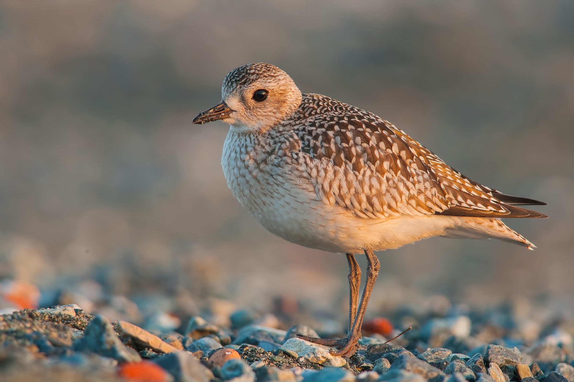 Grey Plover