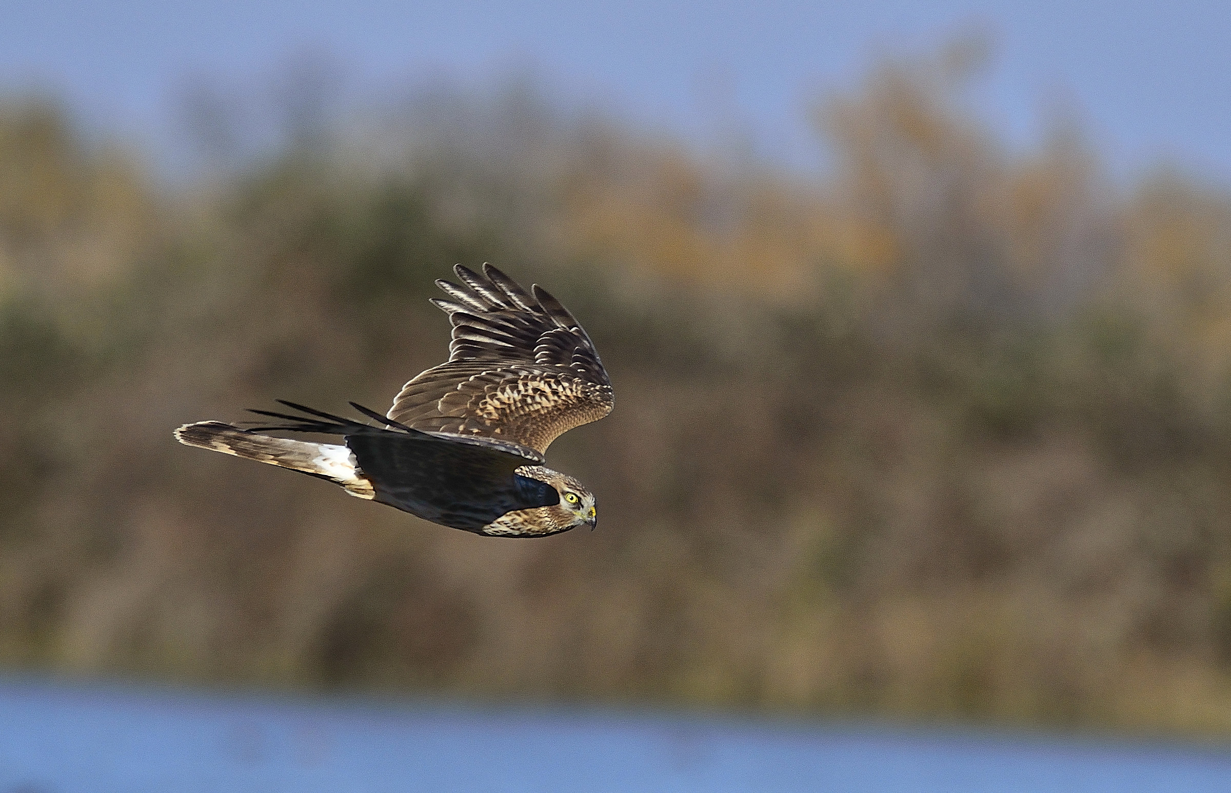 marsh harrier