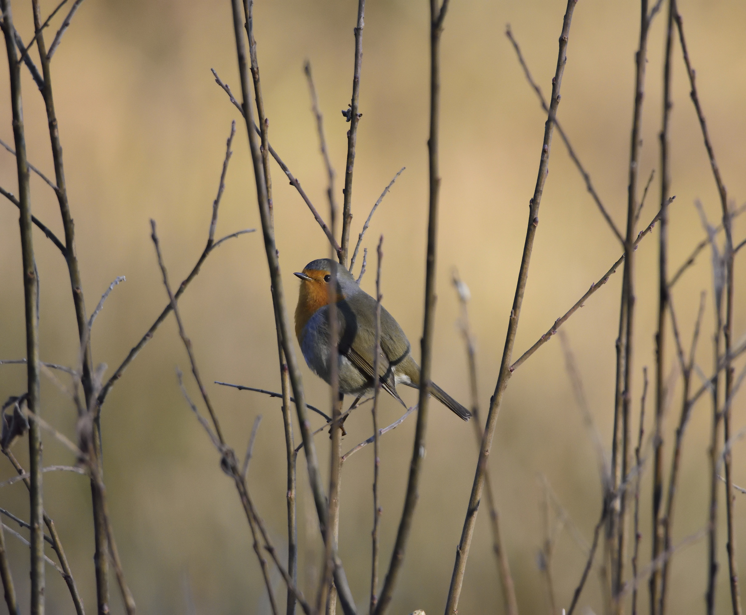 from Lagoni Park Dormelletto-robin