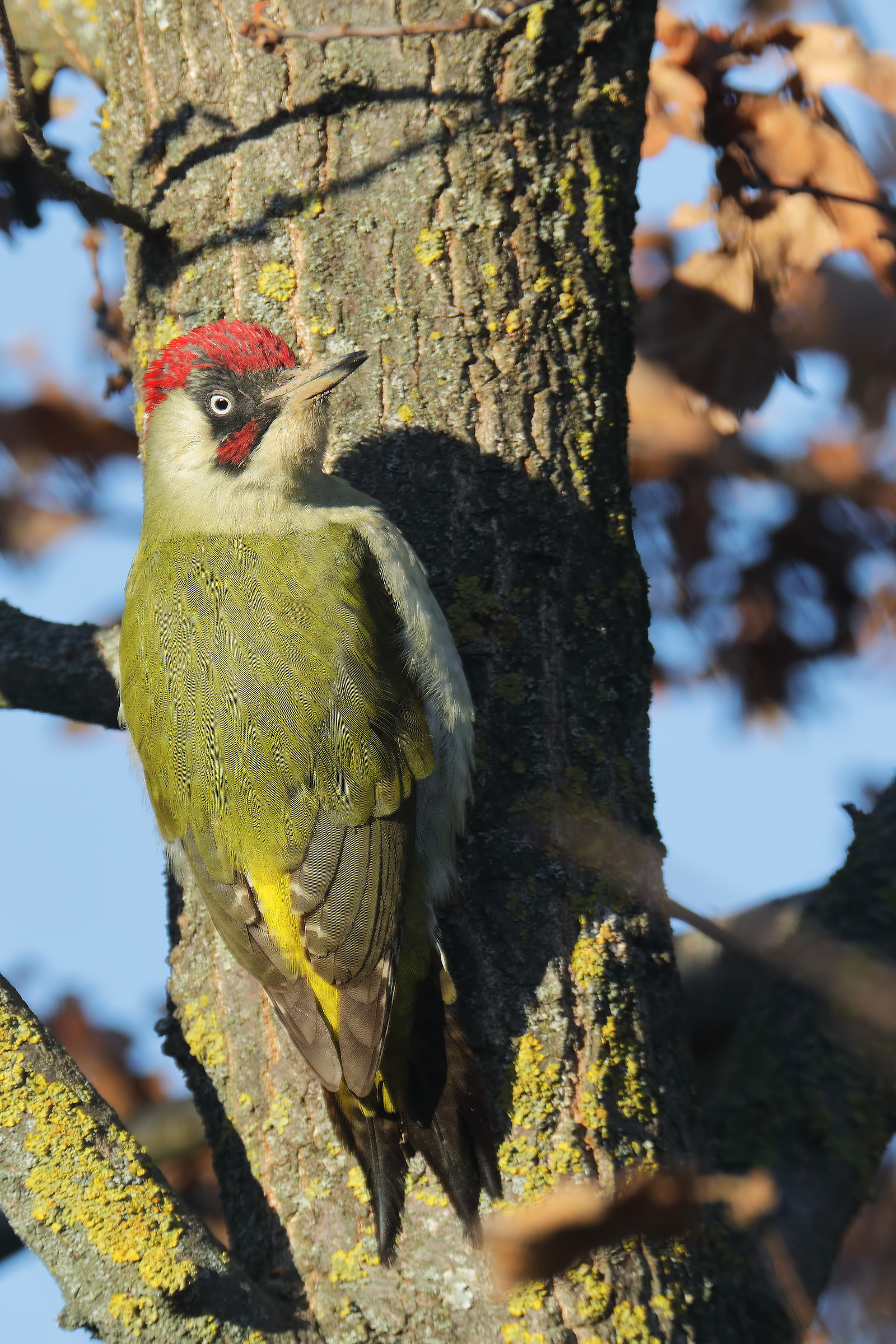 green woodpecker