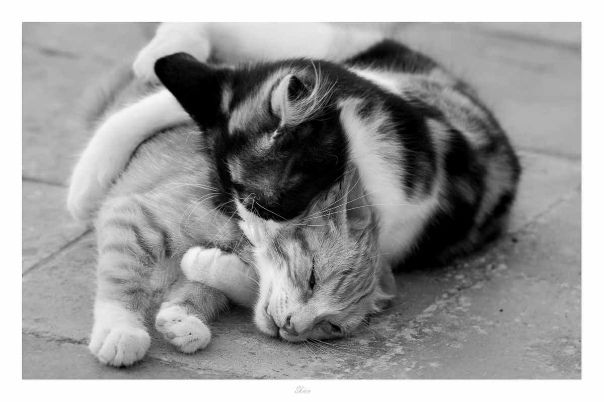 Feline tenderness ...