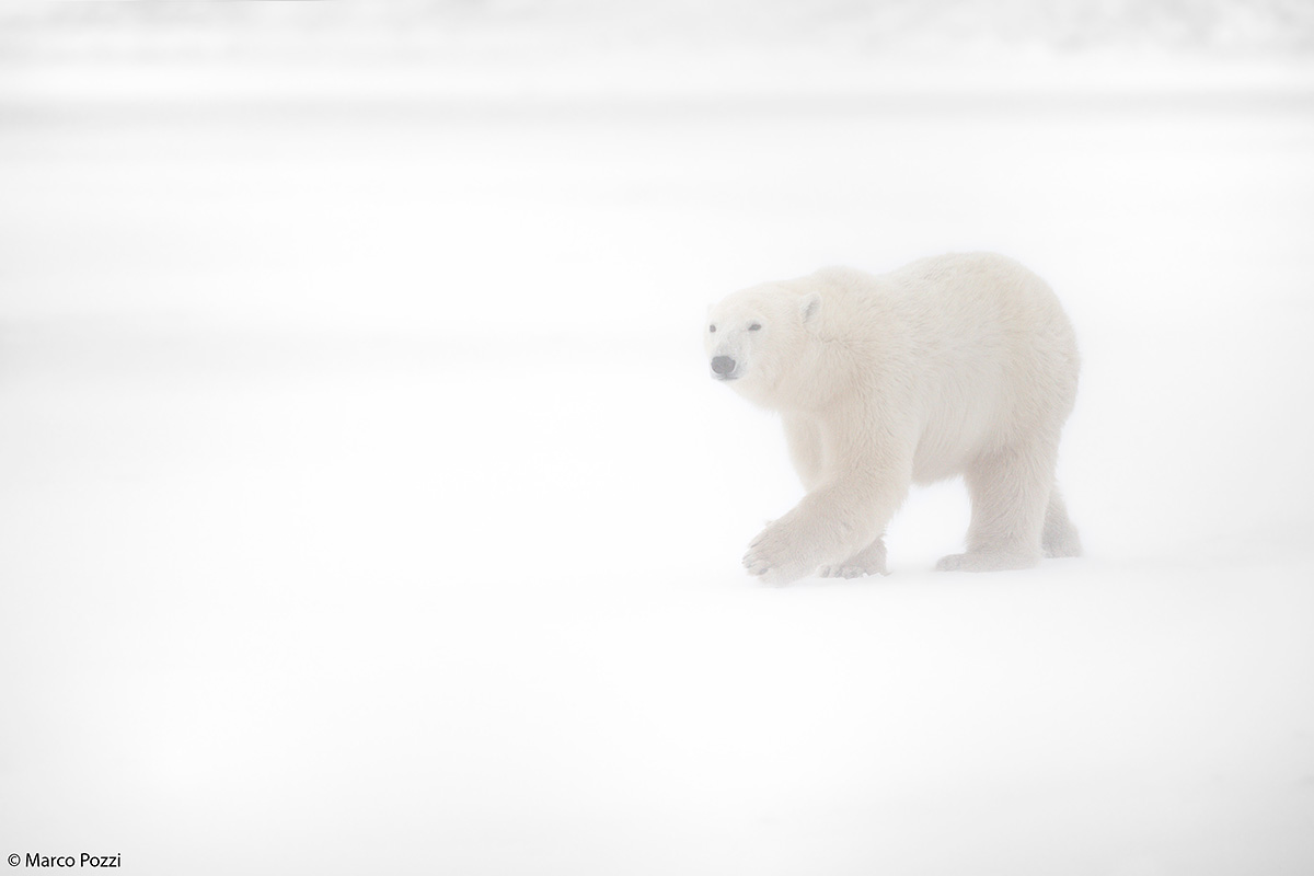 Orsi nella nebbia